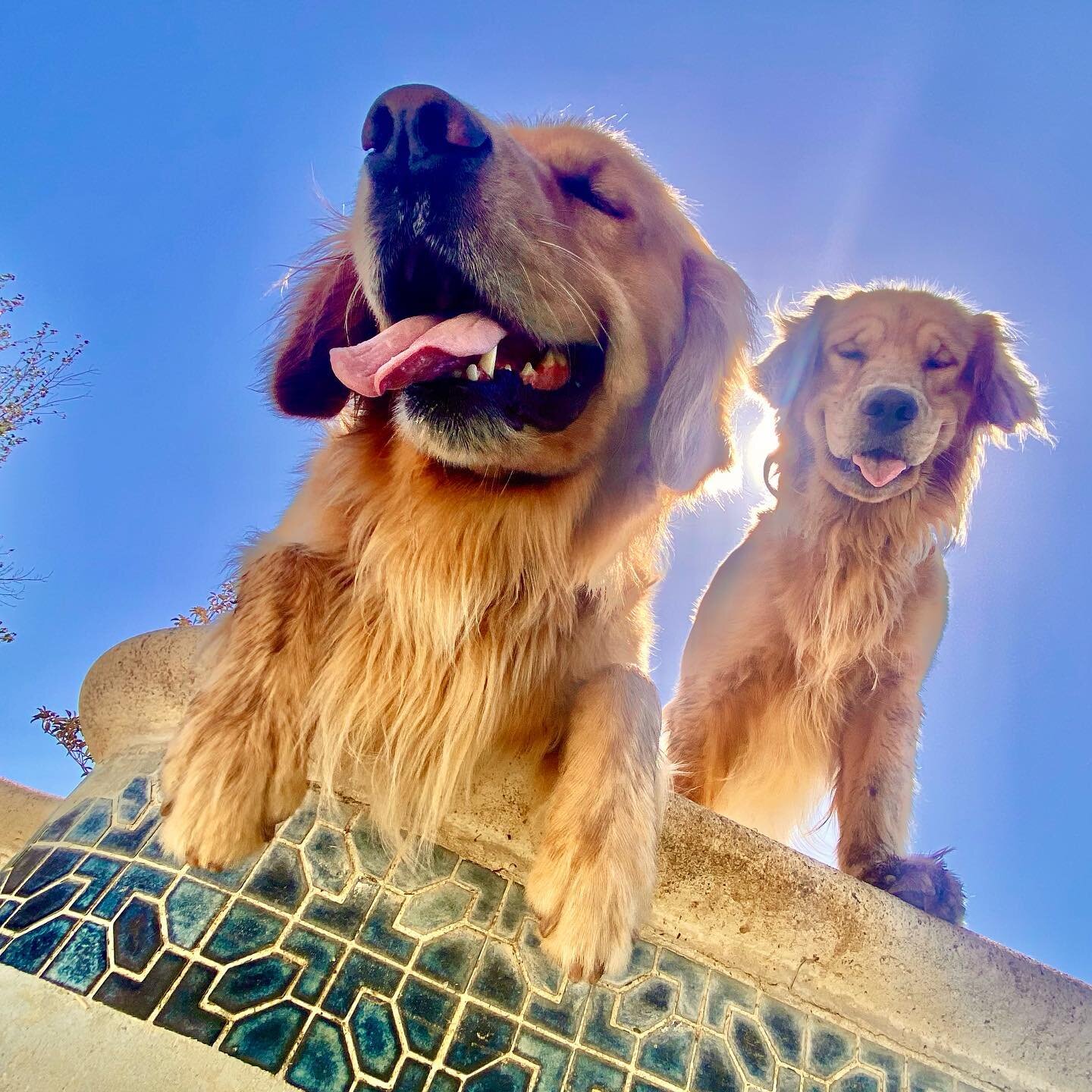Calvin and Bodie chillin poolside

#goldenretriever #goldenretrieversofinstagram #goldenretrievers #goldenretrieverpuppies #littermates #brothers #dog #dogsofinstagram #dogs #dogsofinsta #doggy #doggo #doggos #pool #poolside #vibes