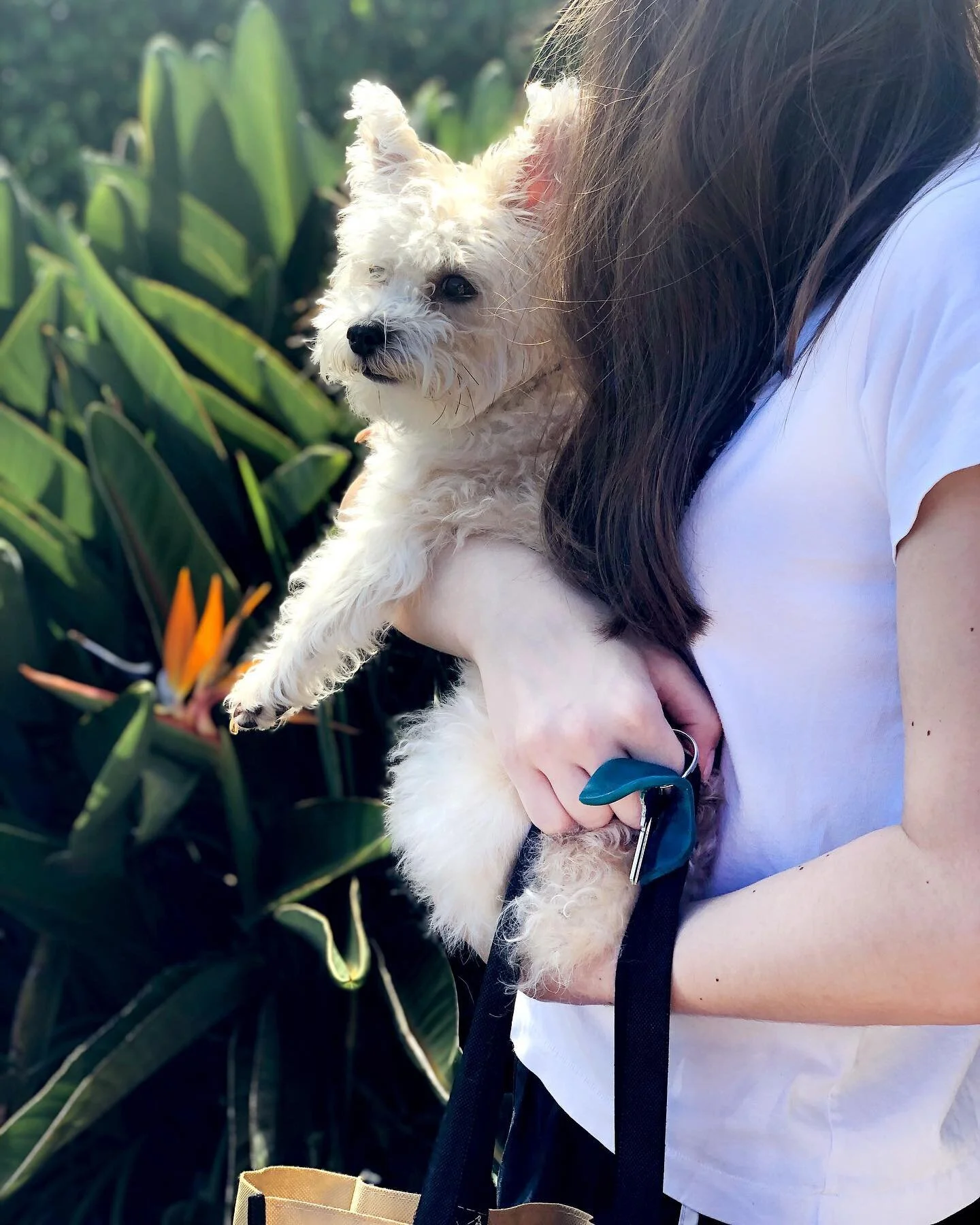 Off to do errands!
.
.
.
.
#dogwalking #dogwalker #dogpoopbags #errands #shopping #groceryshopping #produce #janacousa #bagopener #summervibes #dogvibes