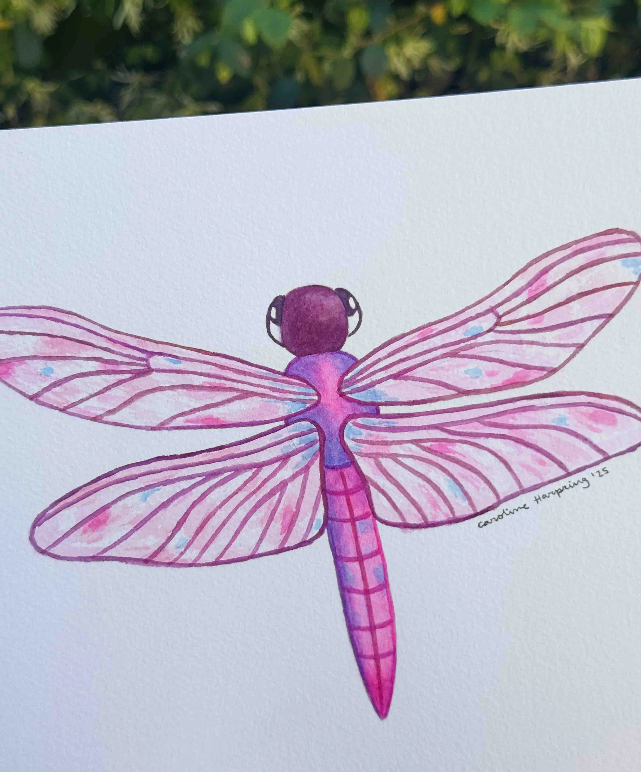 Pink Dragonfly 2.jpg
