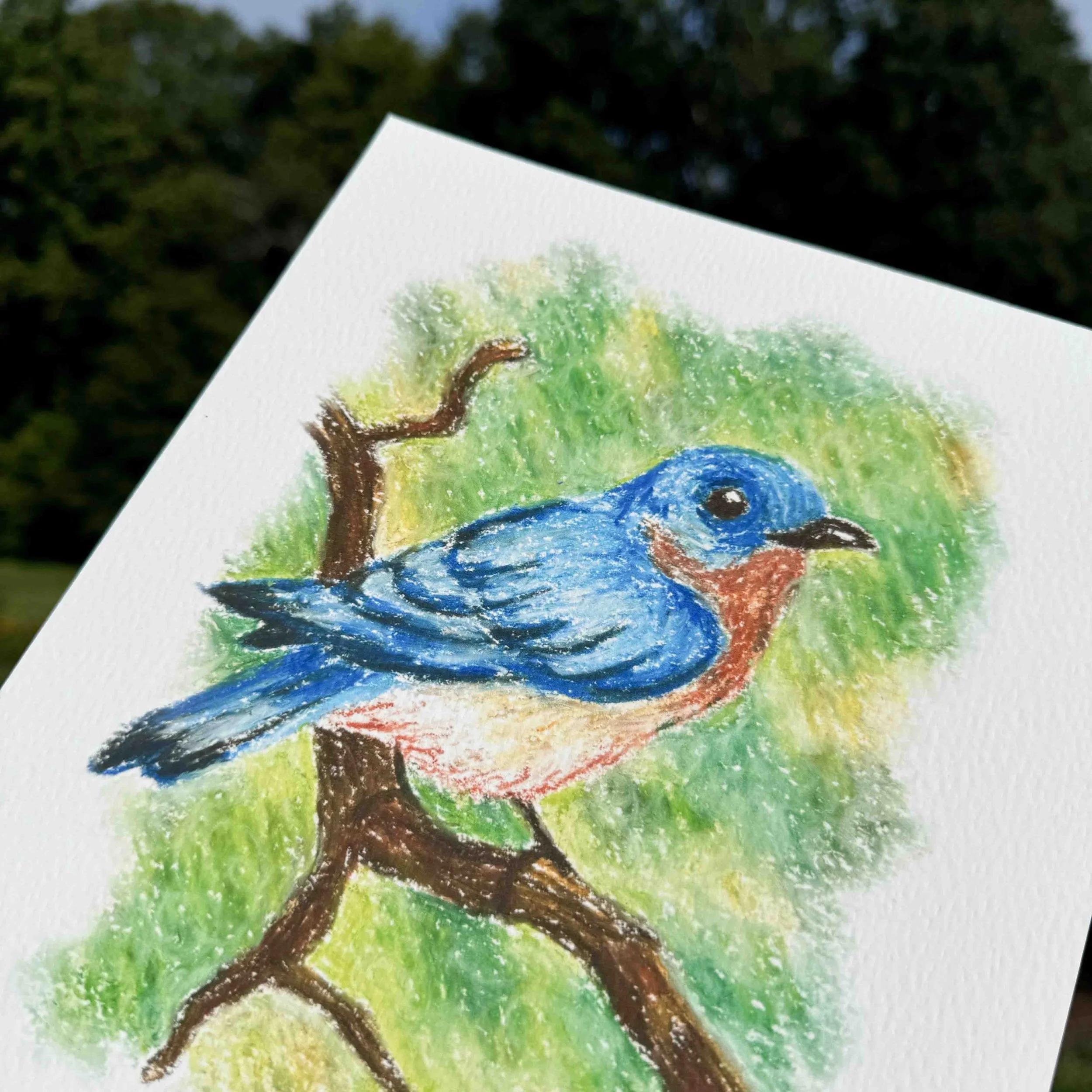 Bluebird 2.jpg