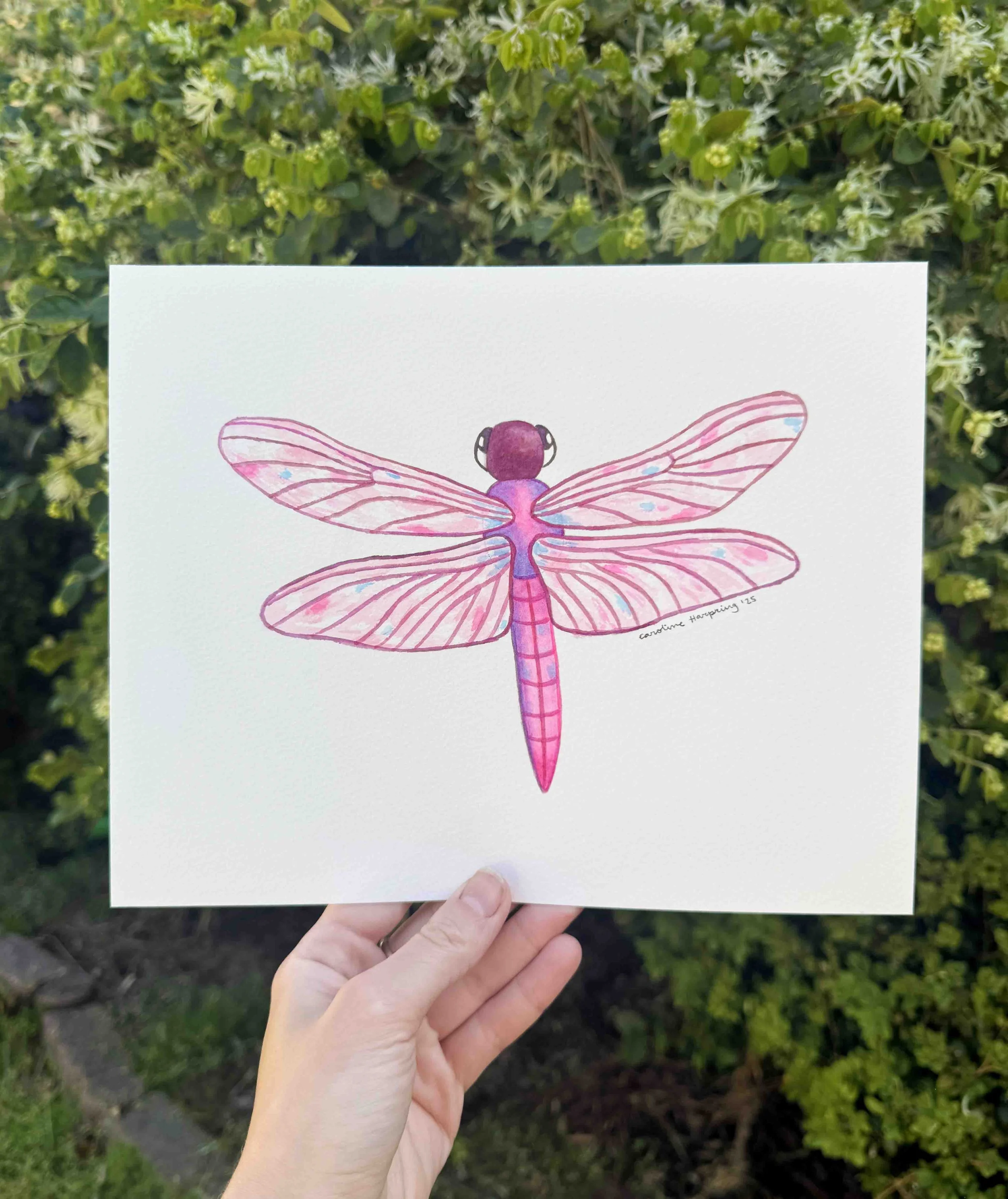 Pink Dragonfly.jpg