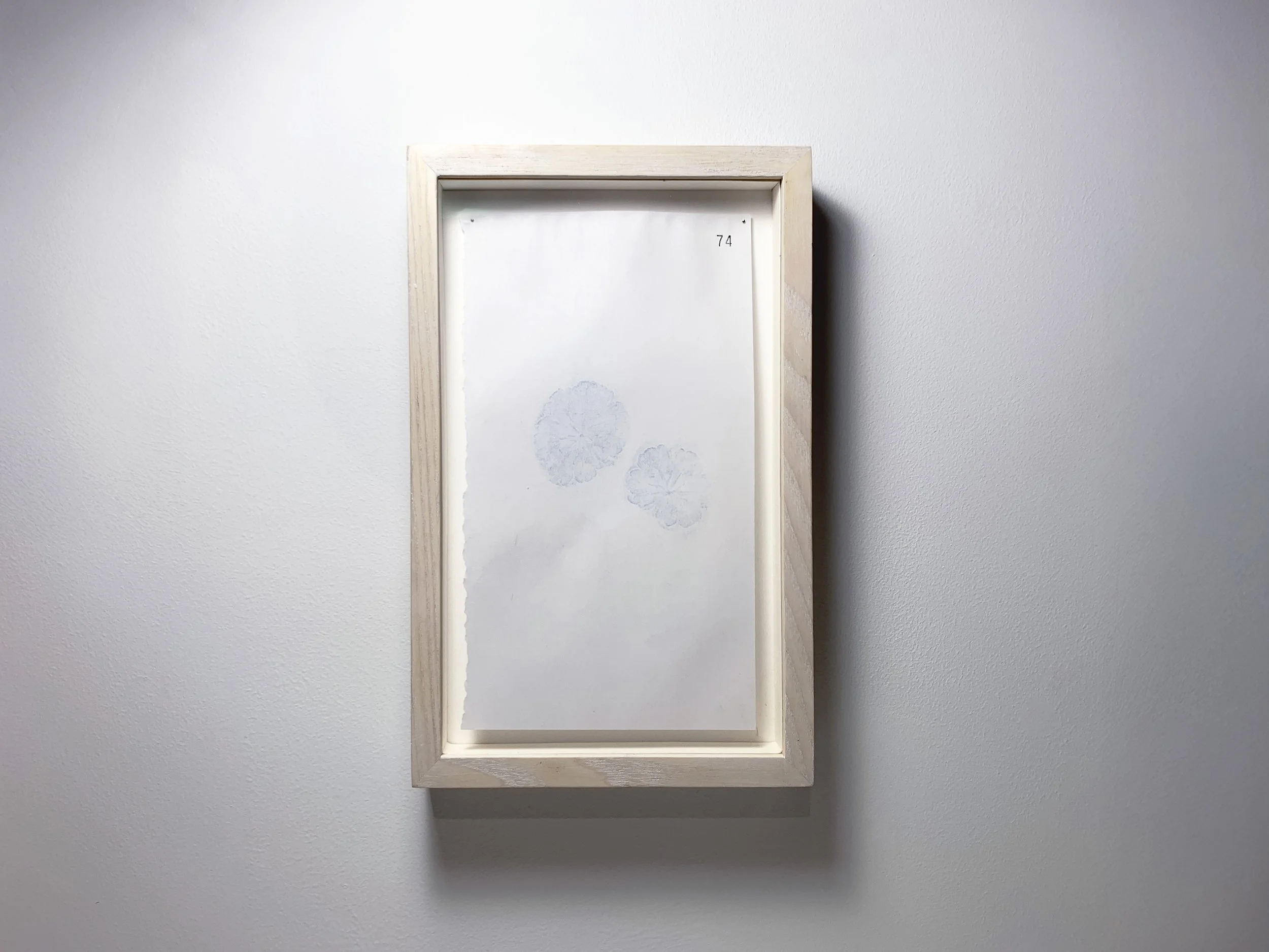 74 Lus Na Meall Muire - Mallow front.JPG