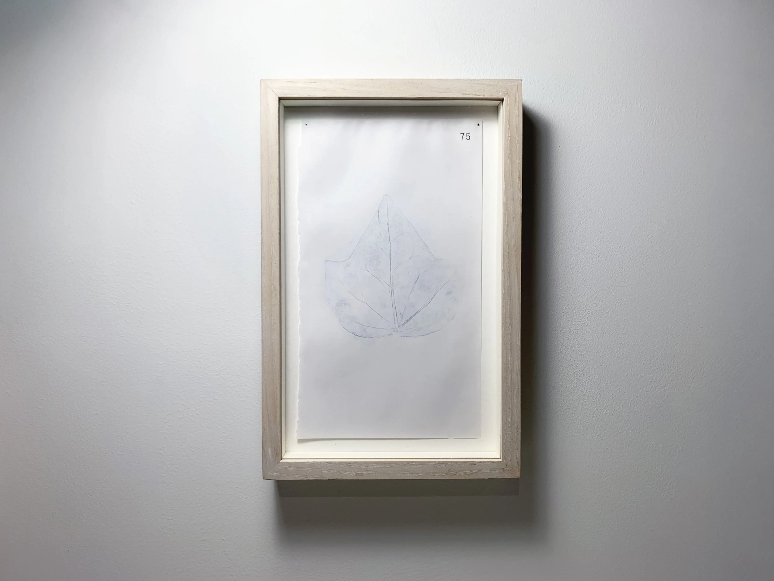 75 Eibheann - Ivy front.JPG