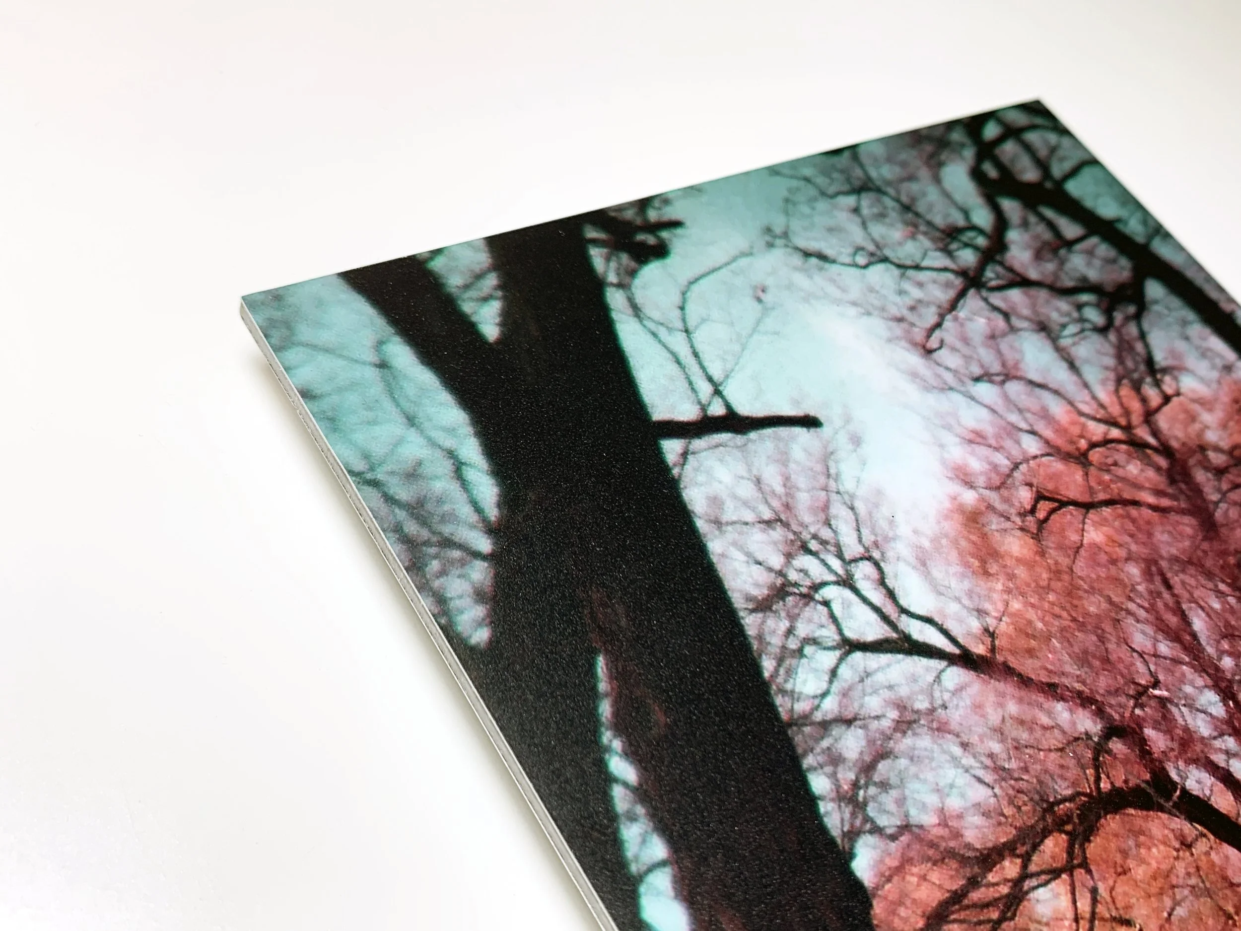 The Mist In The Branches detail.JPG