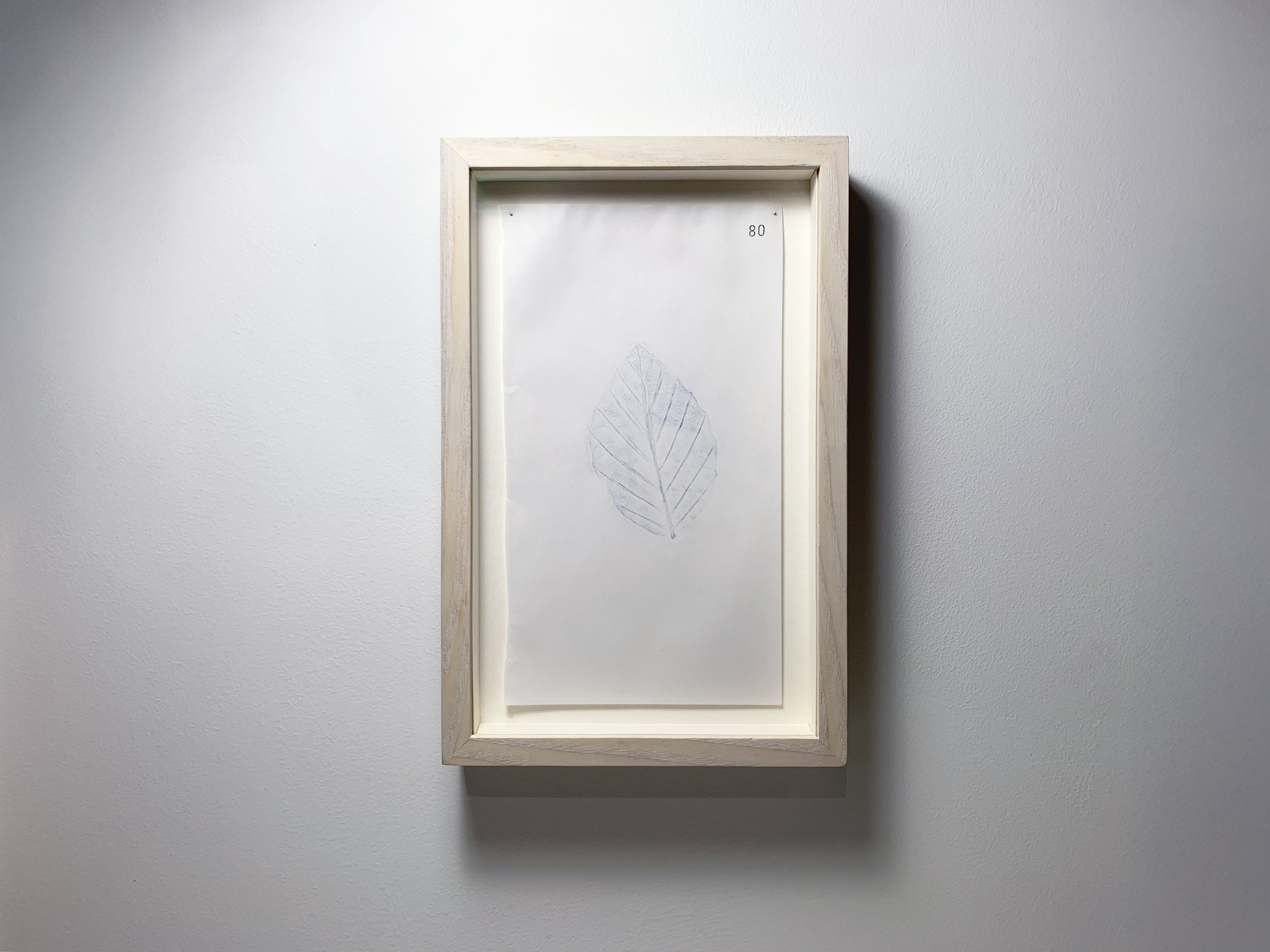 80 Feá - Beech front.JPG