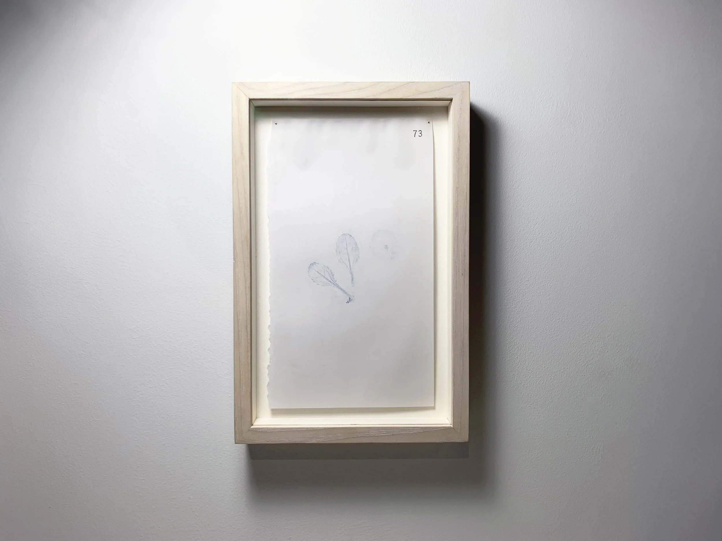 73 Nóinín - Daisy front.JPG