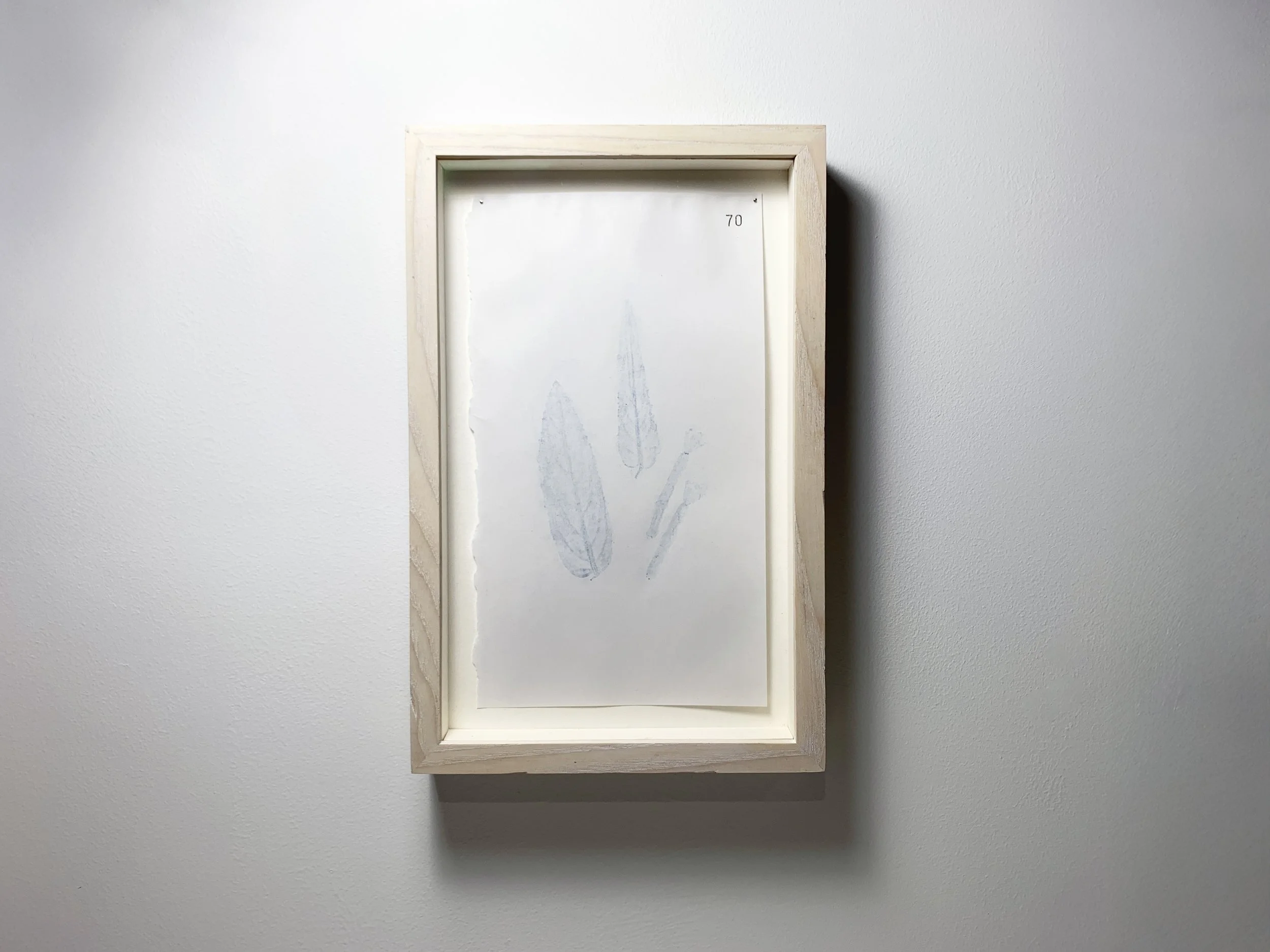 70 Saileachán Liath - Rosebay Willowherb.JPG