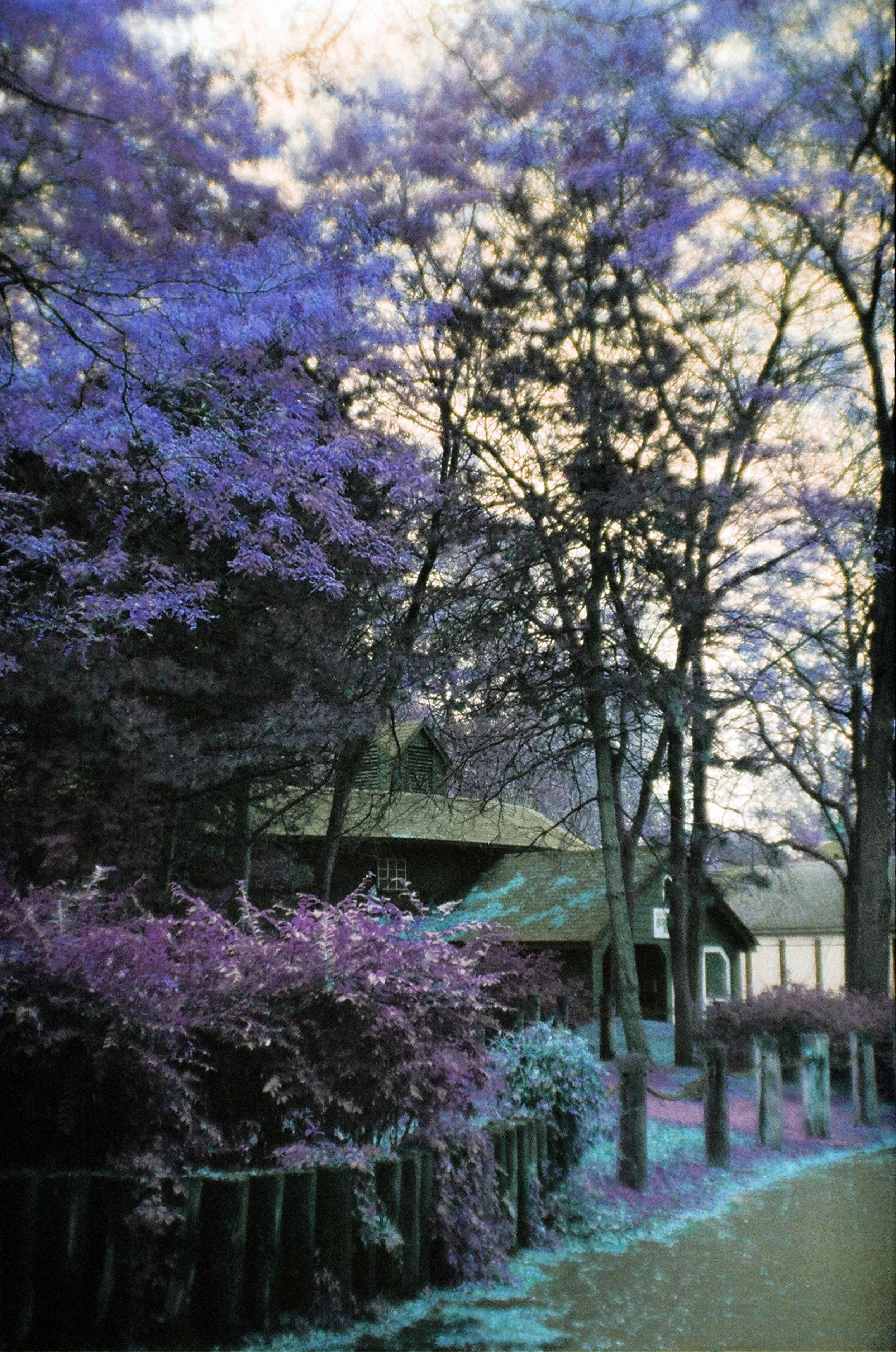Near The Path front.jpg