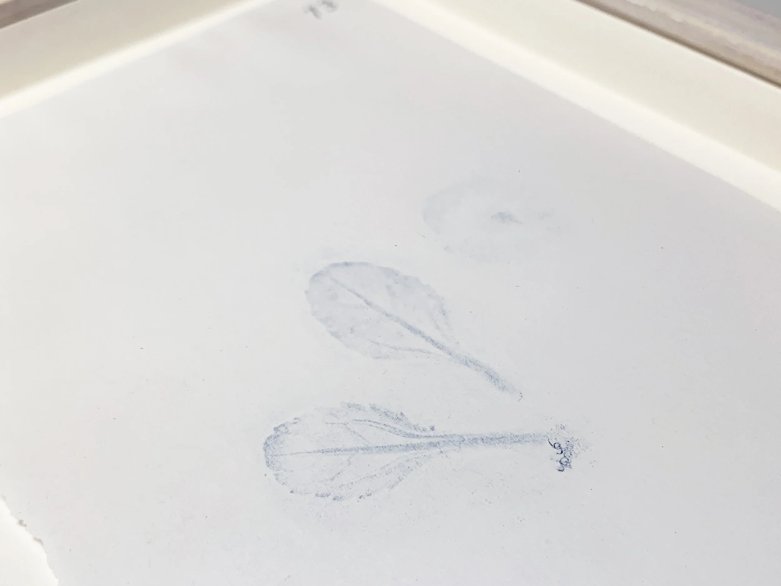 73 Nóinín detail.JPG