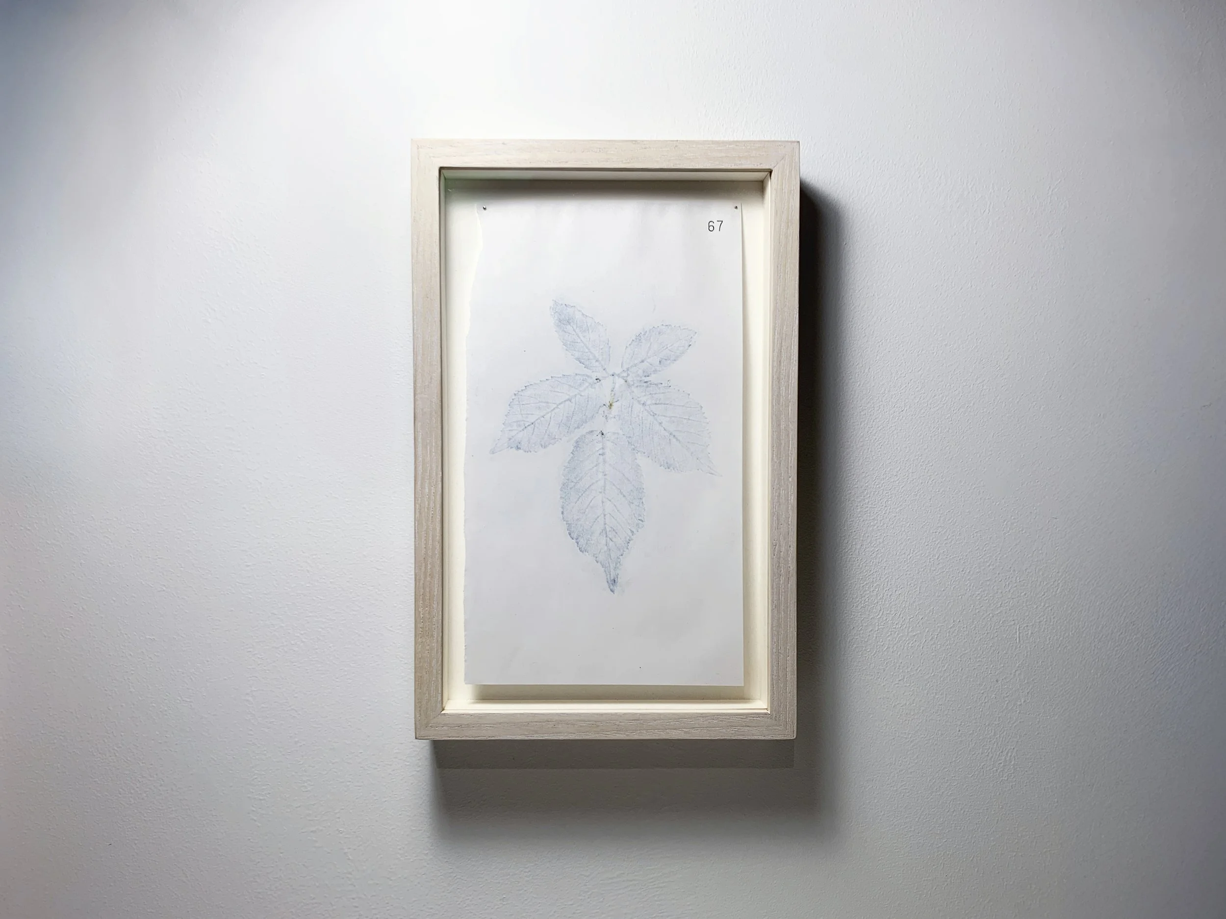 67 Drisleóg - Bramble.JPG