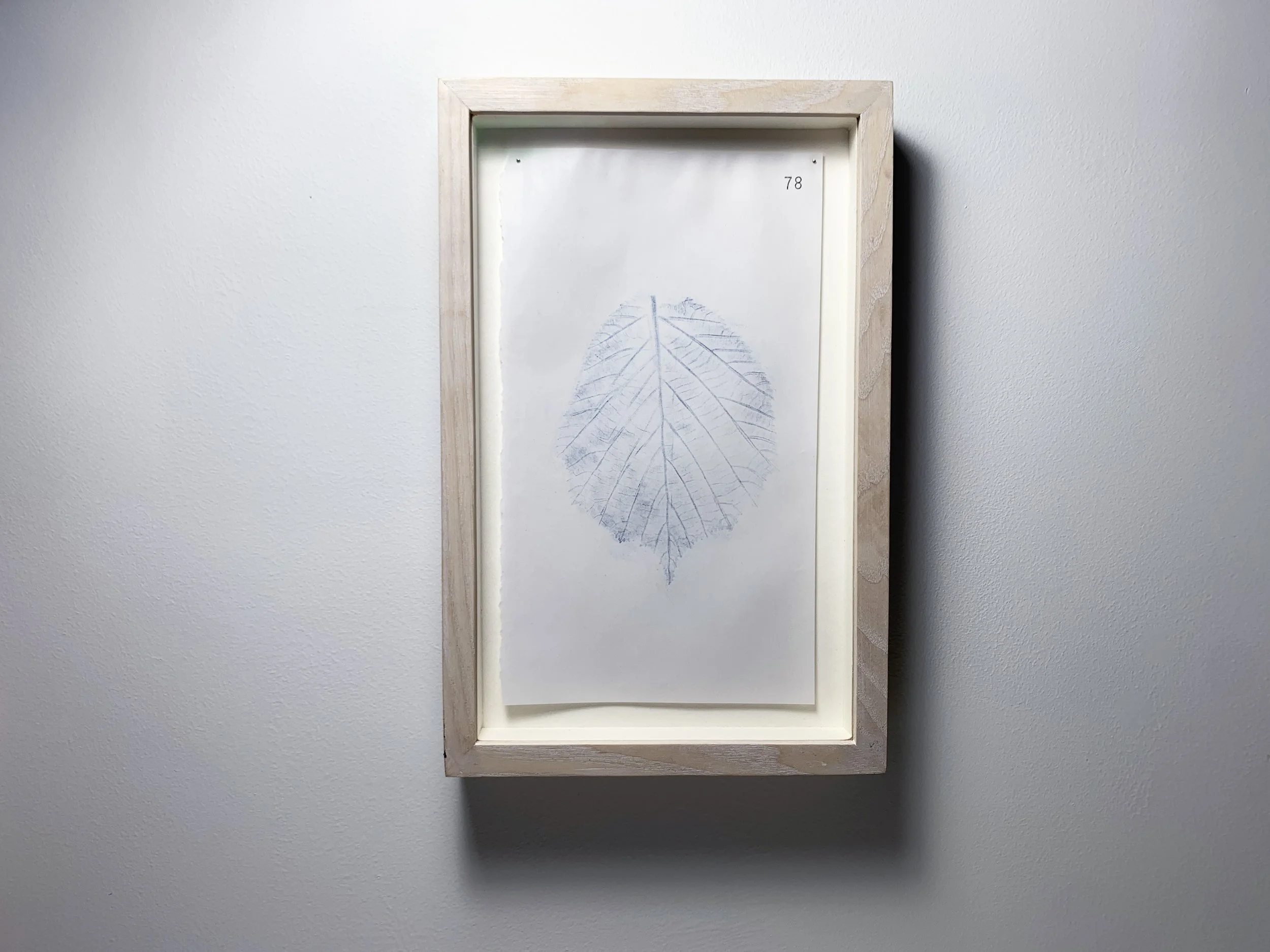 78 Coll - Hazel front.JPG