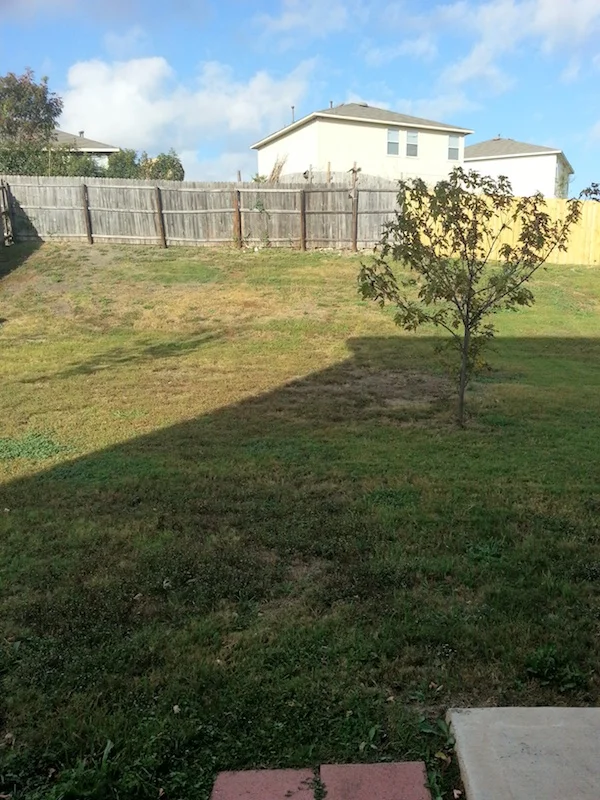 Peppergrass Cv Yard.jpg