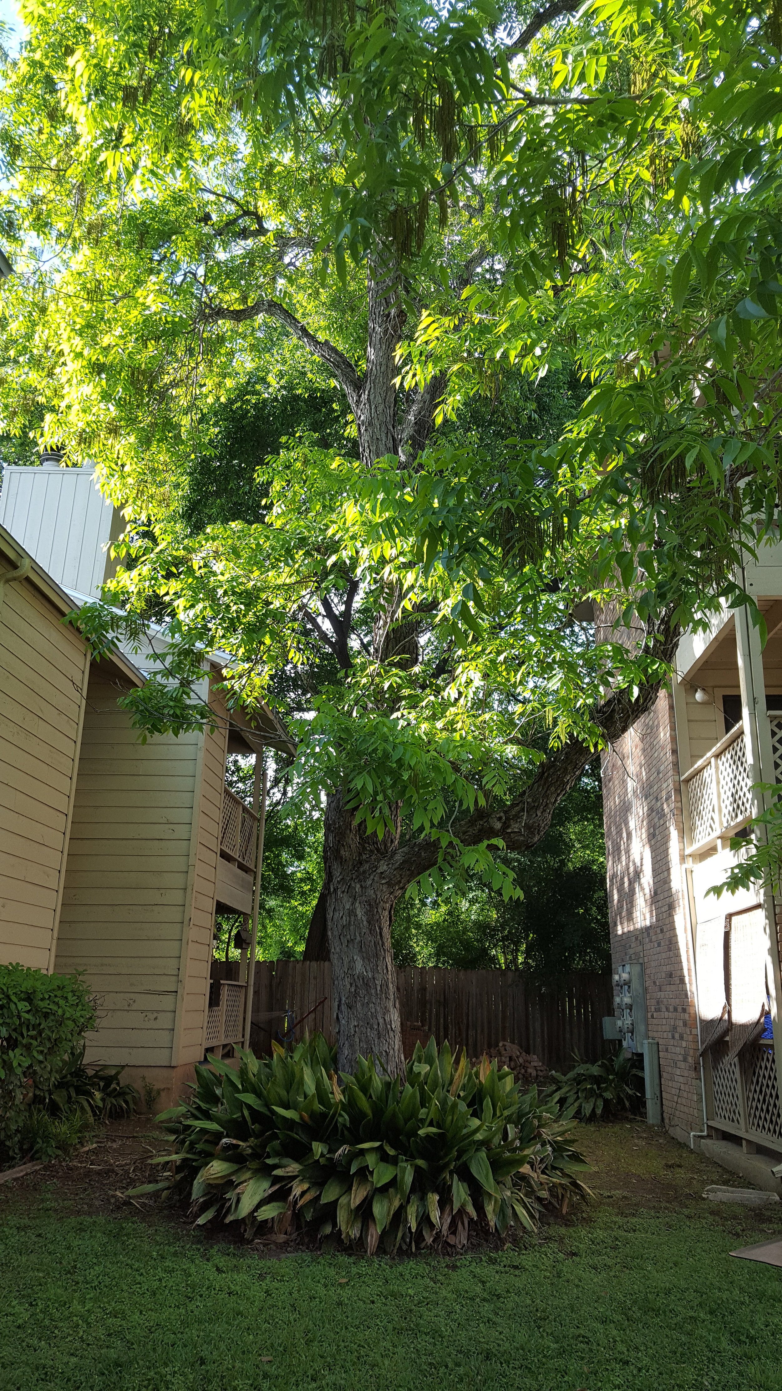 Pecan Creek E2 tree.jpg