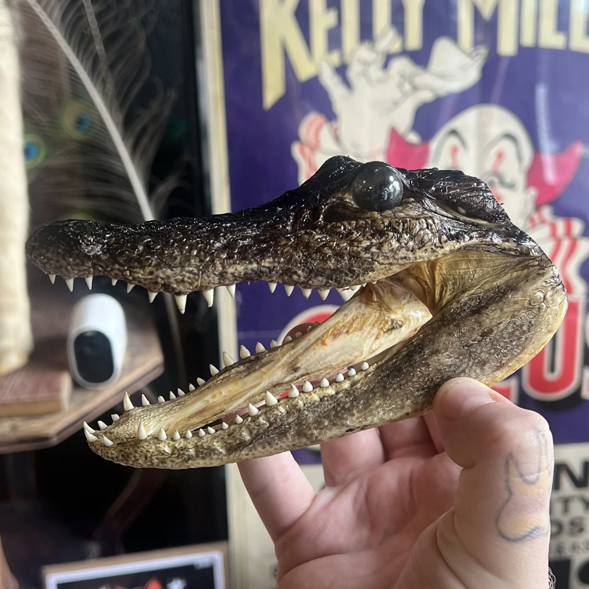 Shop — Cleveland Curiosities
