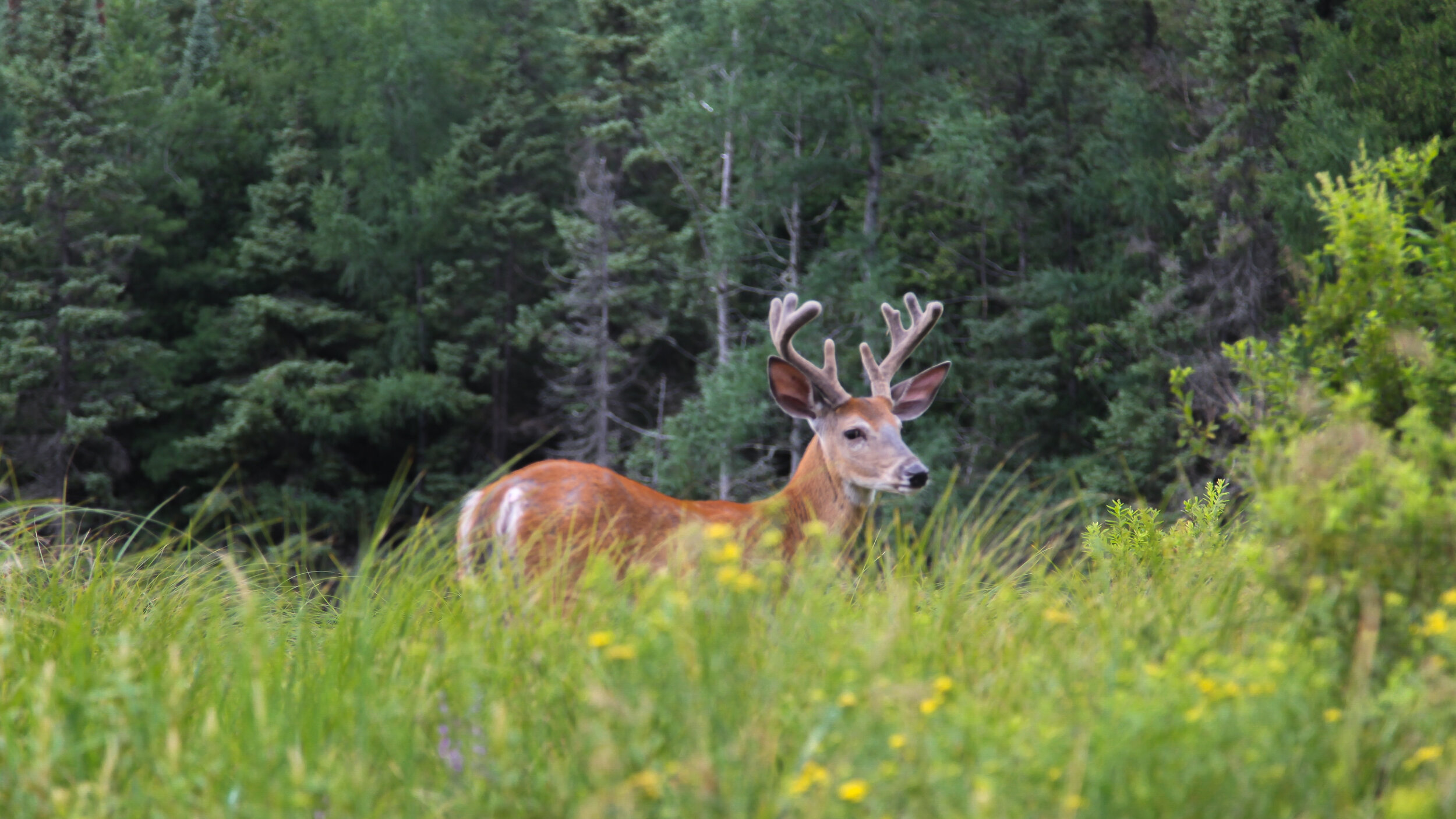 Algonquin_Park_Ontario_Landscape_Nature_Photo_Landscape_Photographer_Canoe_Trip_Wildlife_Deer12.jpg