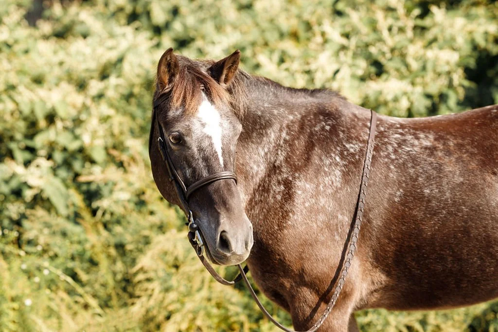 Our Horses — Canton Equestrian Center