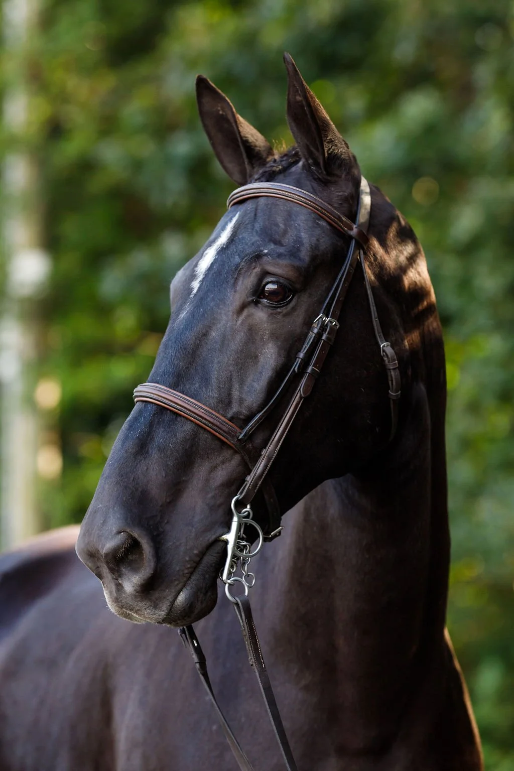 Our Horses — Canton Equestrian Center