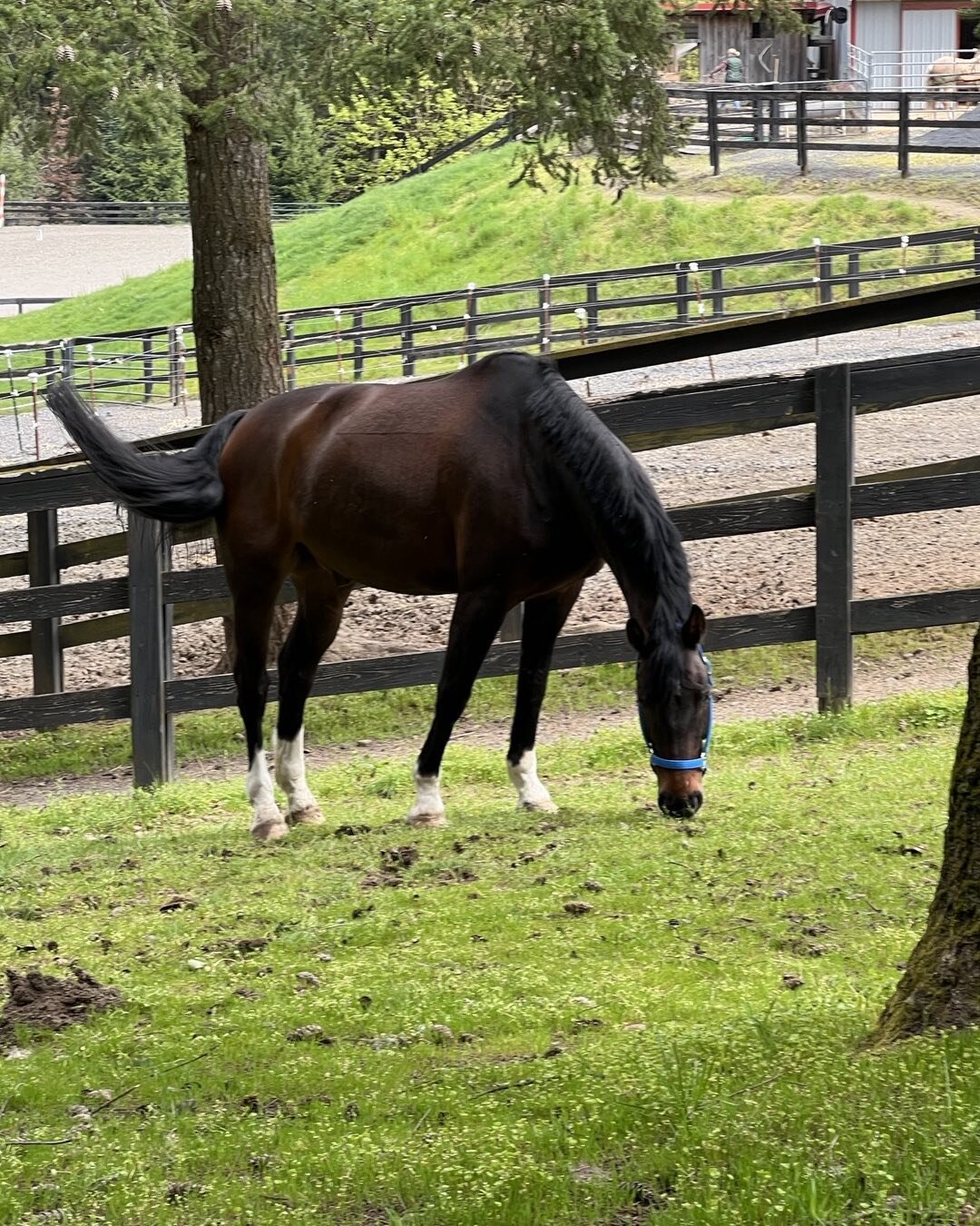 Finally!  Grass with no tendon tearing mud!!!