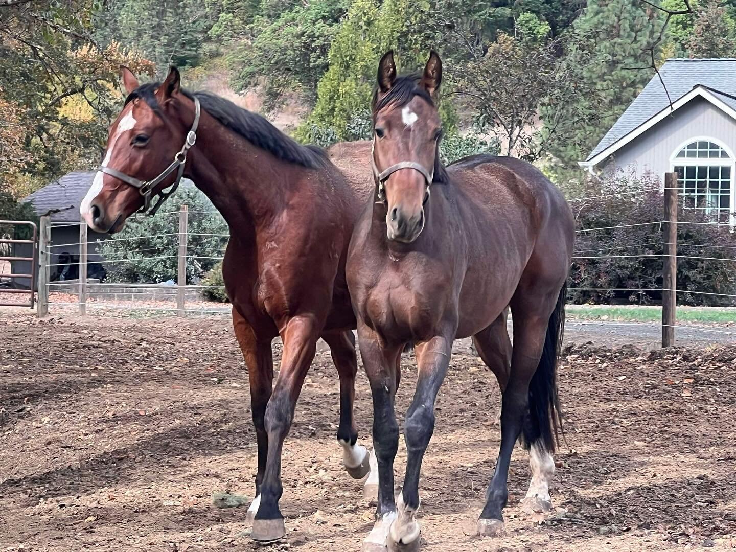 Wynston has a new friend at his new digs! 😍