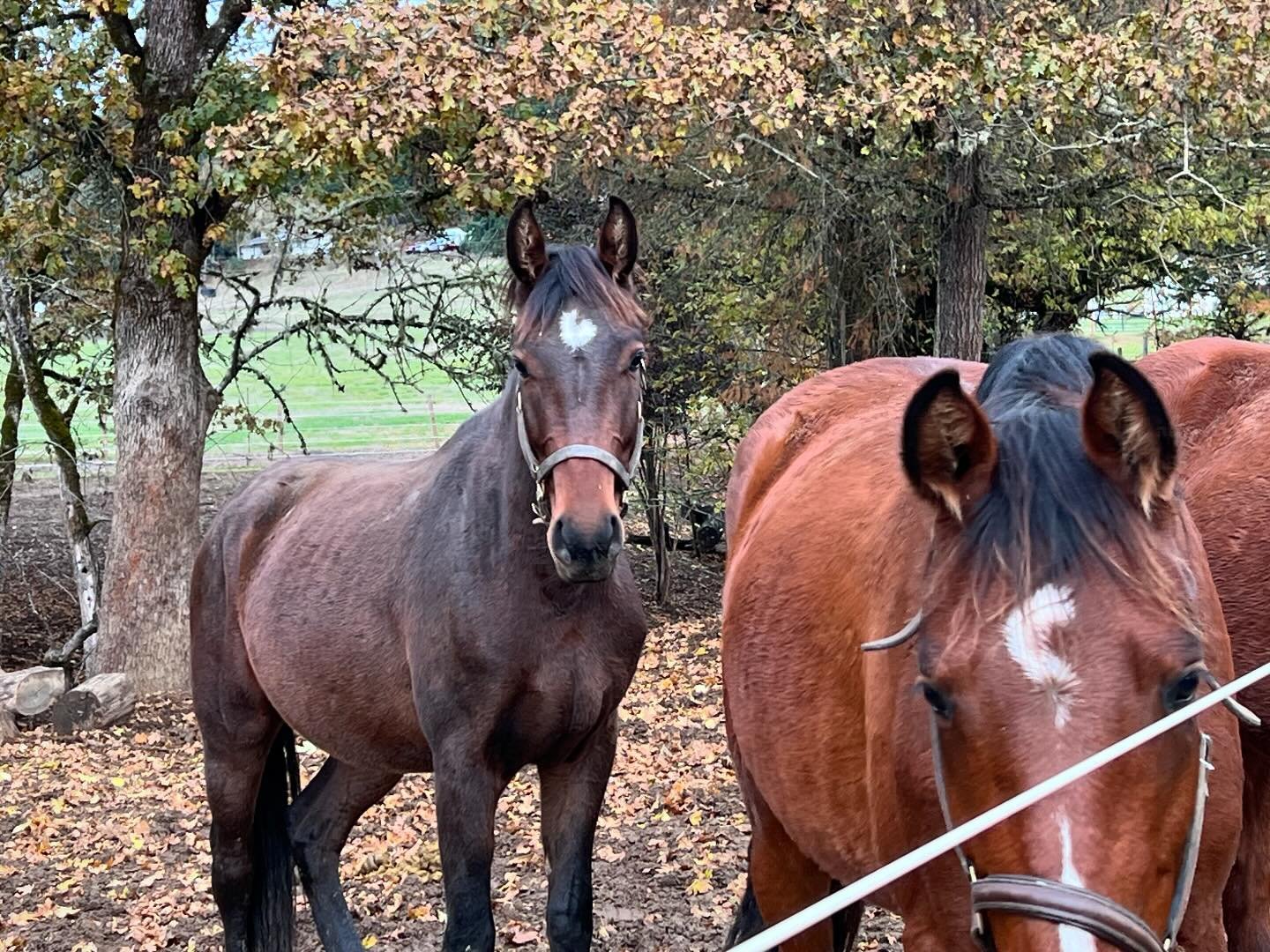 Wynston hanging with his pals!