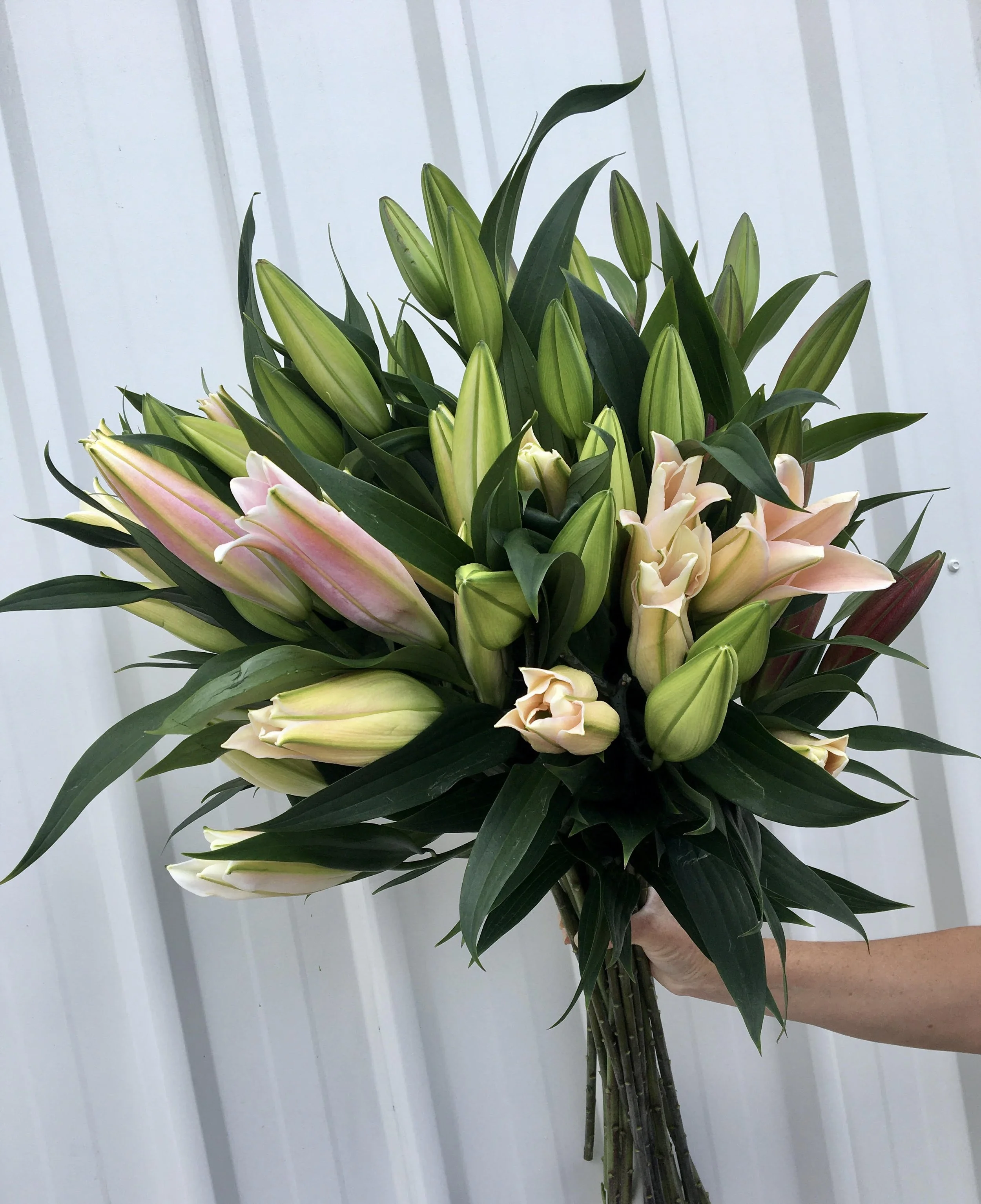 Oriental lilies.jpeg