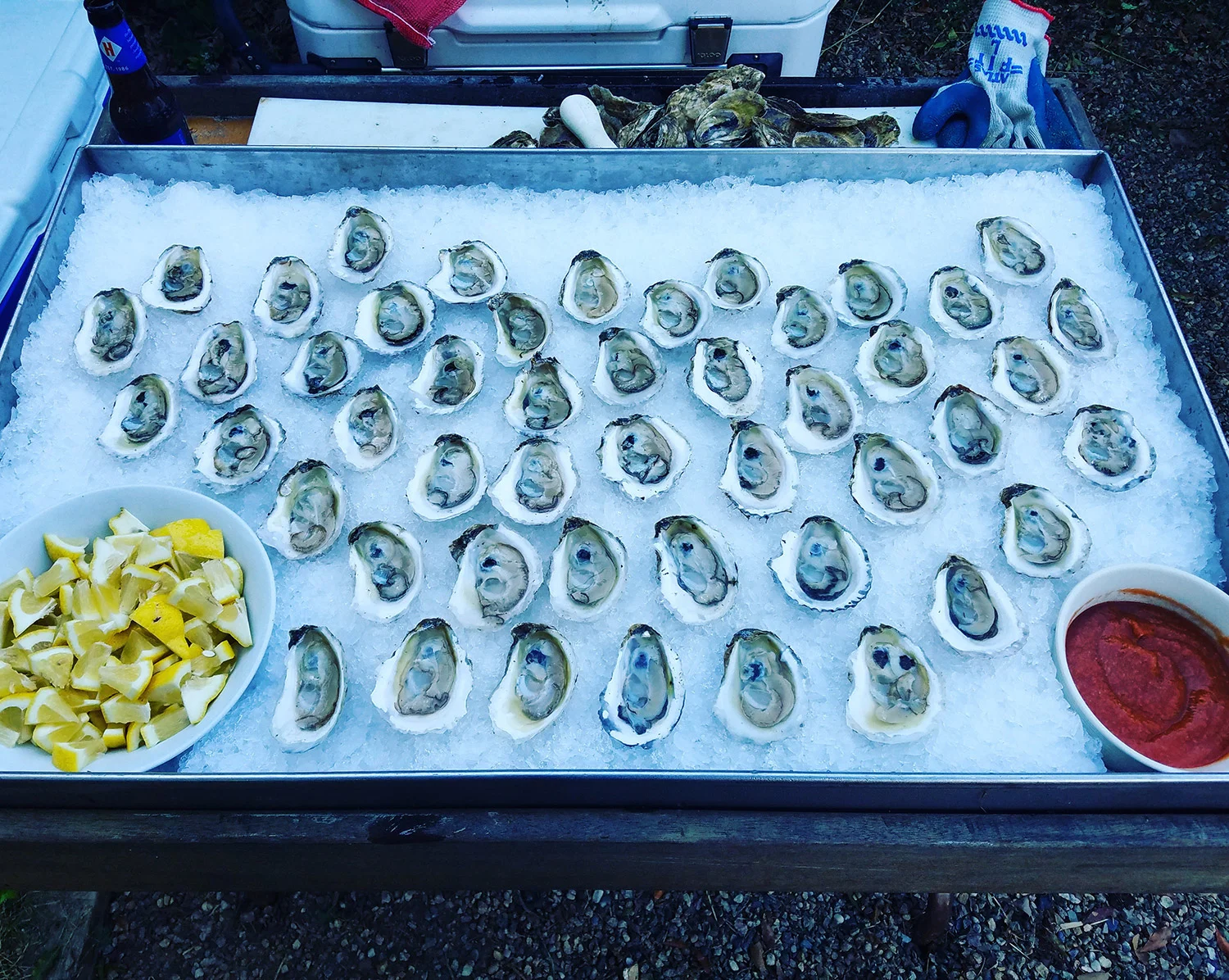 oysters_icetray.jpg