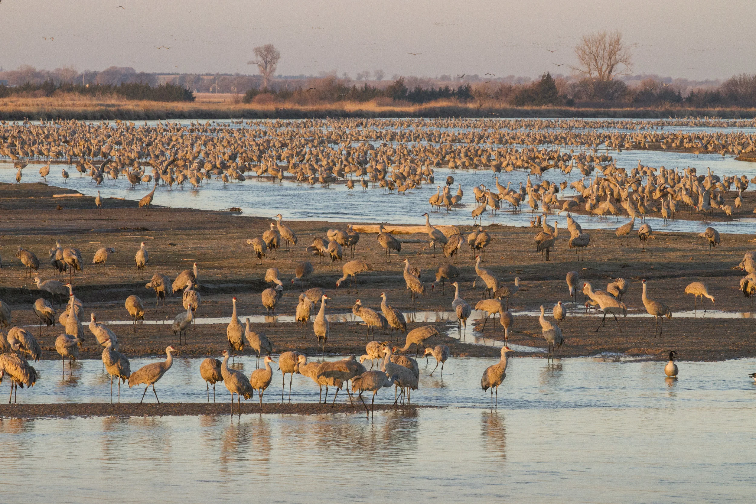Crane migration on Mormon Island. Photo by: Ben Gottesman, Center for Global Soundscapes