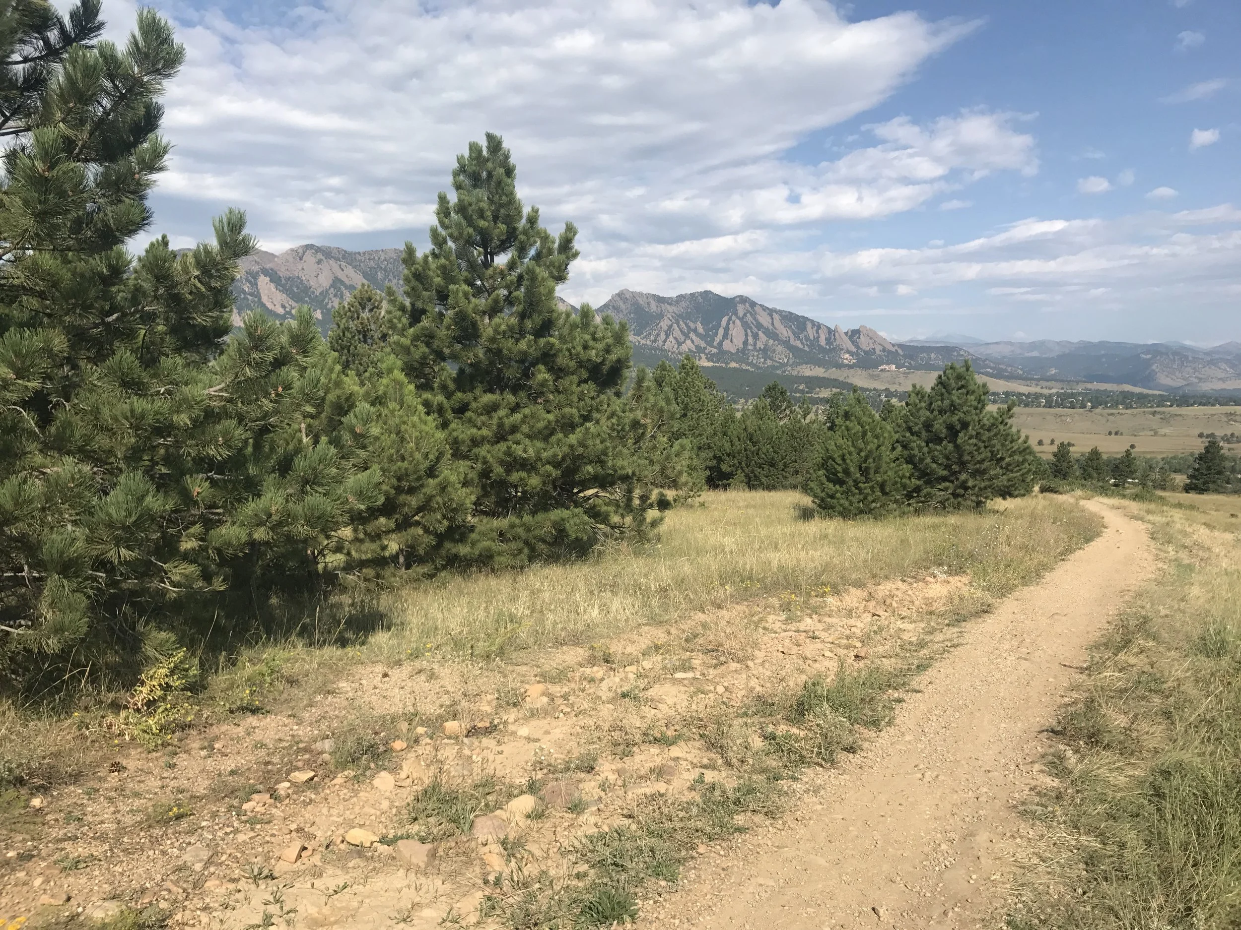 Puggle Selected for First Local Bad Dog Challenge