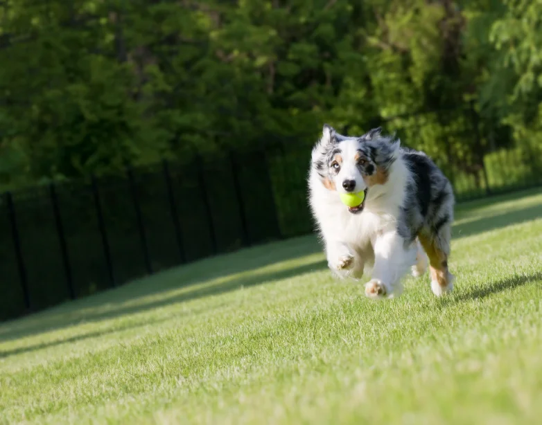 off-leash-dog-training-group-class.jpg