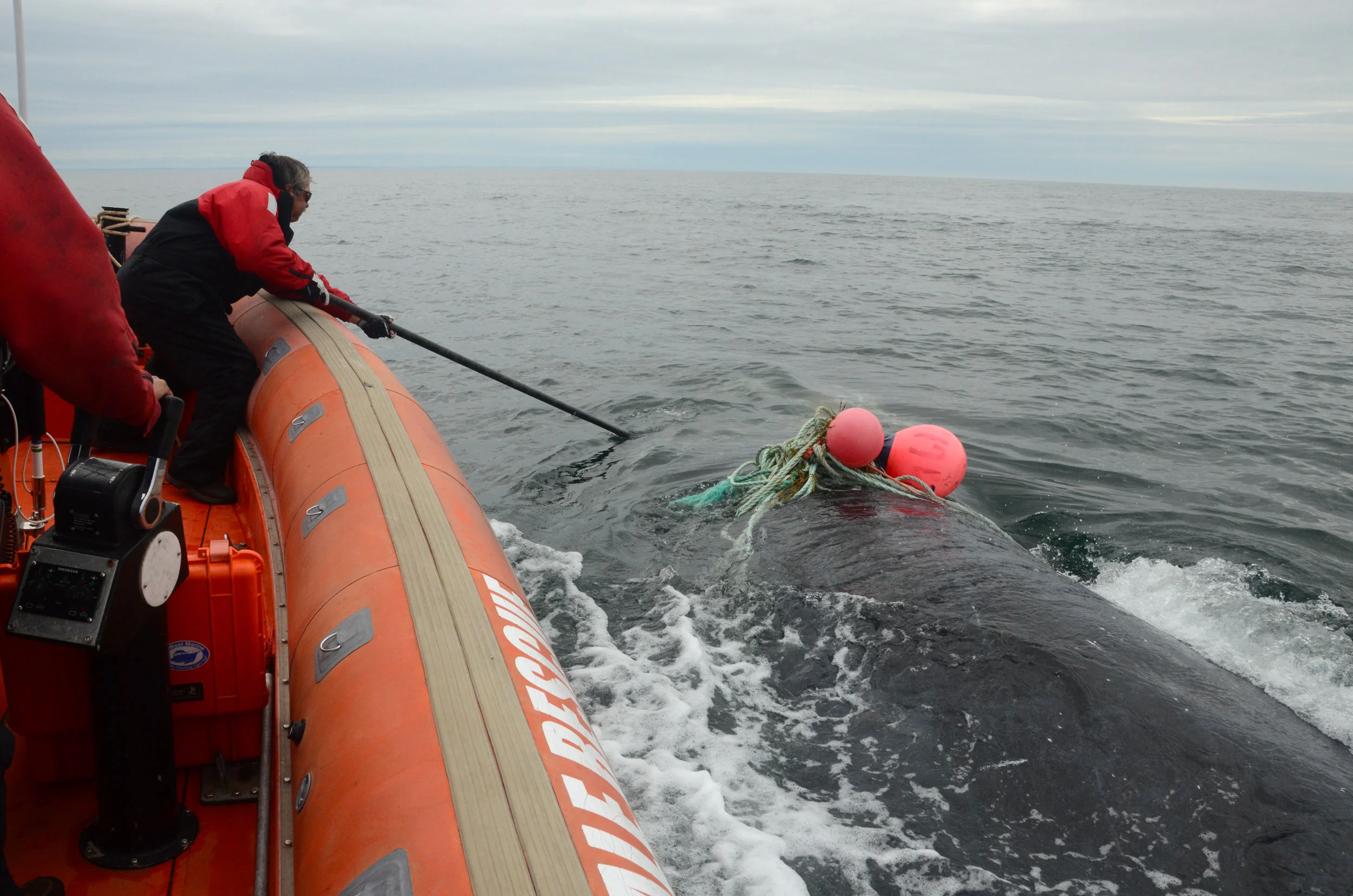 Whale freed of ghost net.jpg