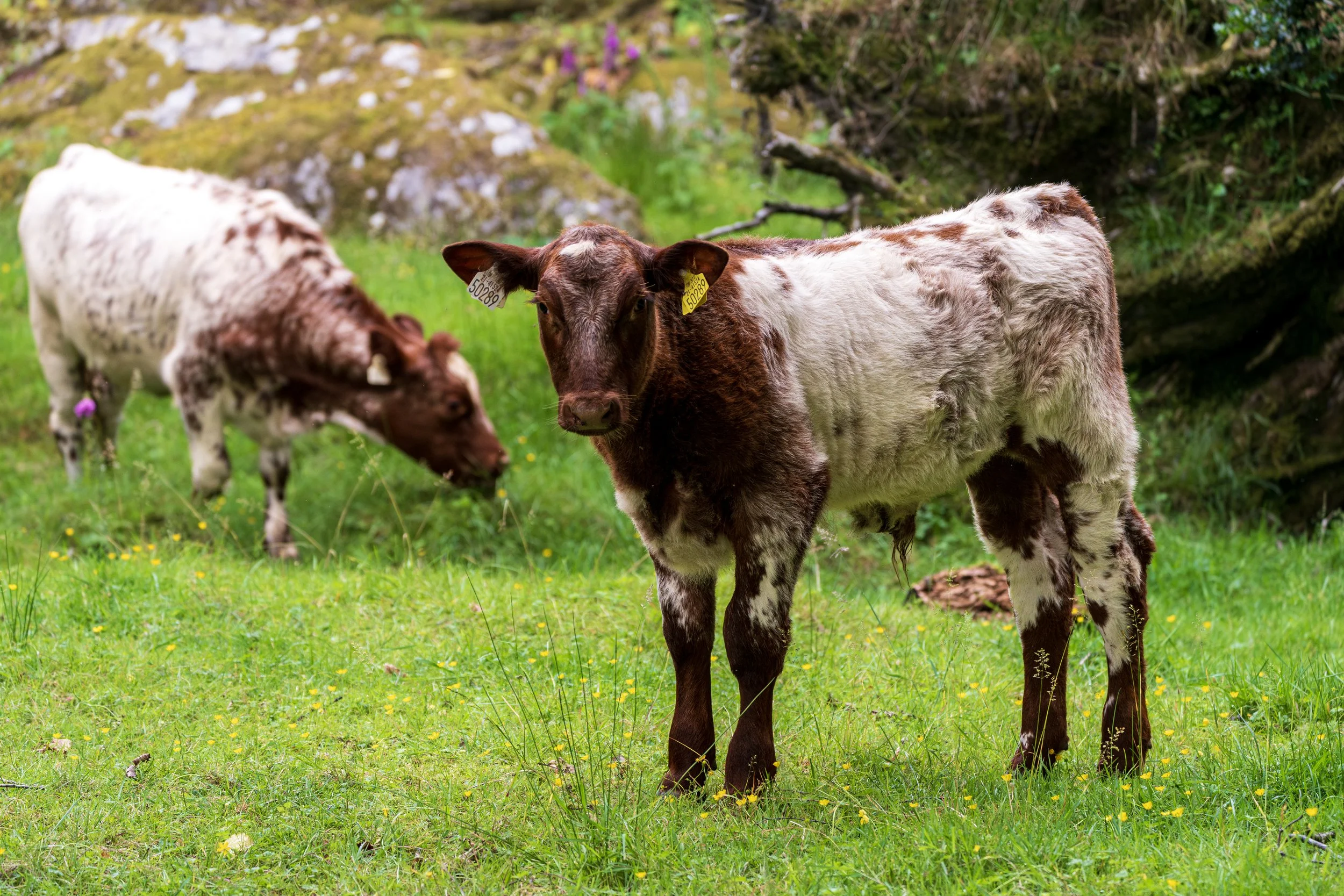 Ireland.July2024-10.jpg