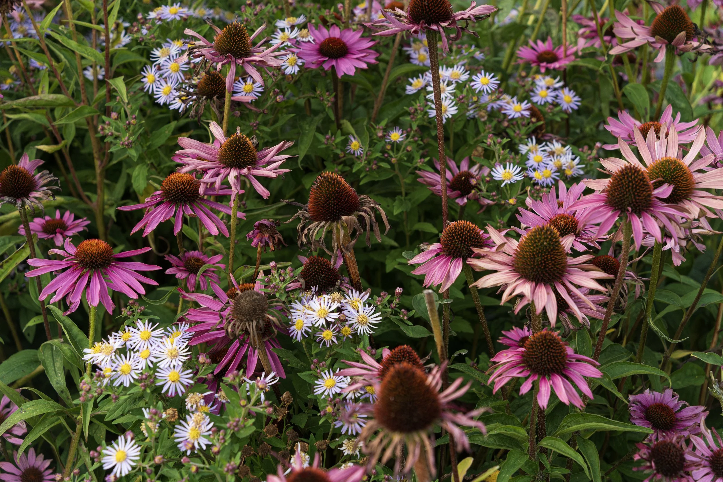  Wildflowers, County Limerick. Ireland. 