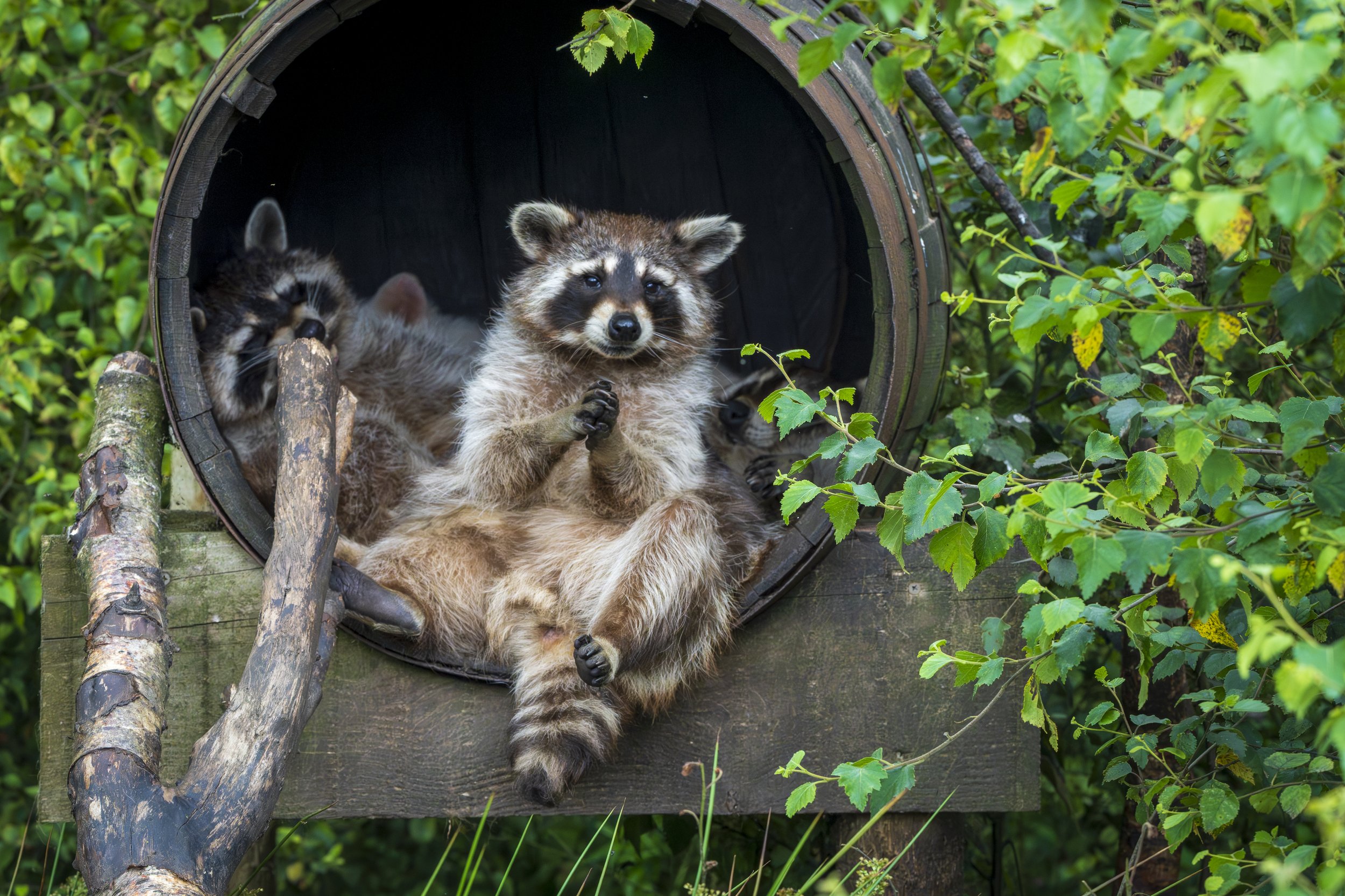  Raccoon. Wild Ireland. County Donegal. 
