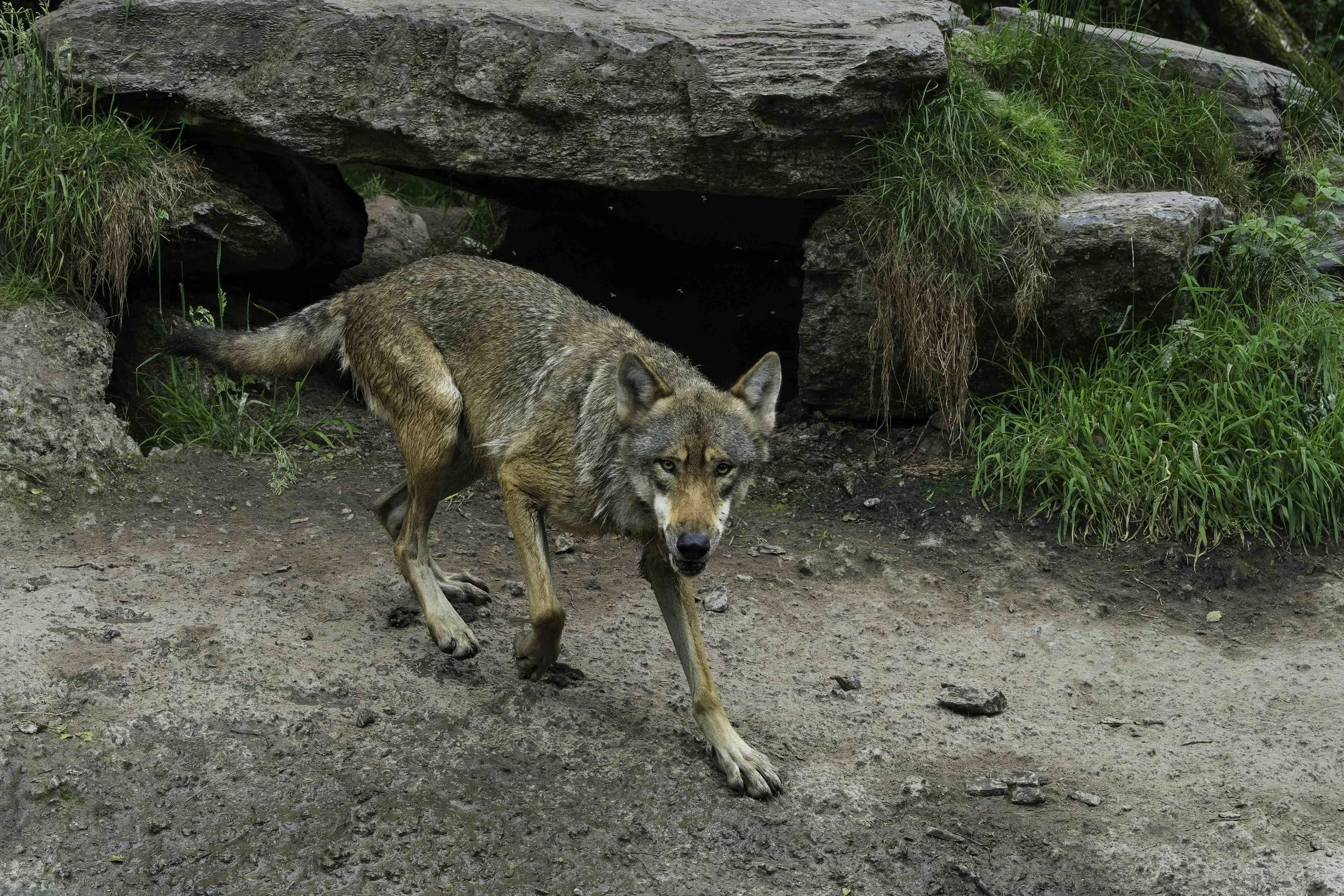  wolf, Wild Ireland. Donegal. 