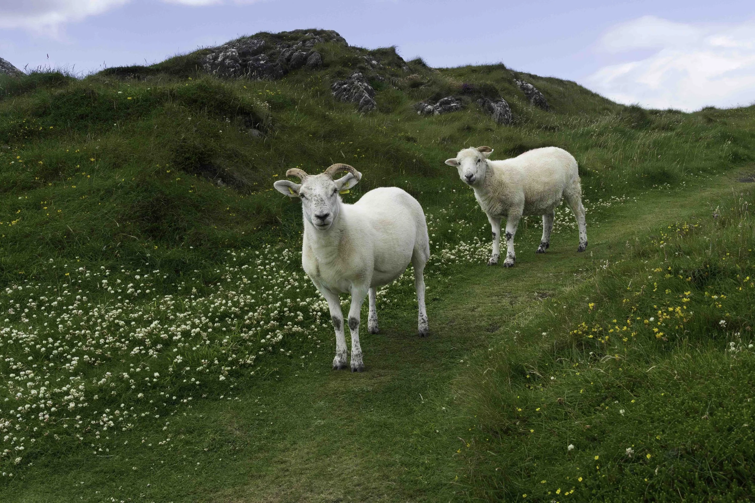  Sheep. Slieve League.  