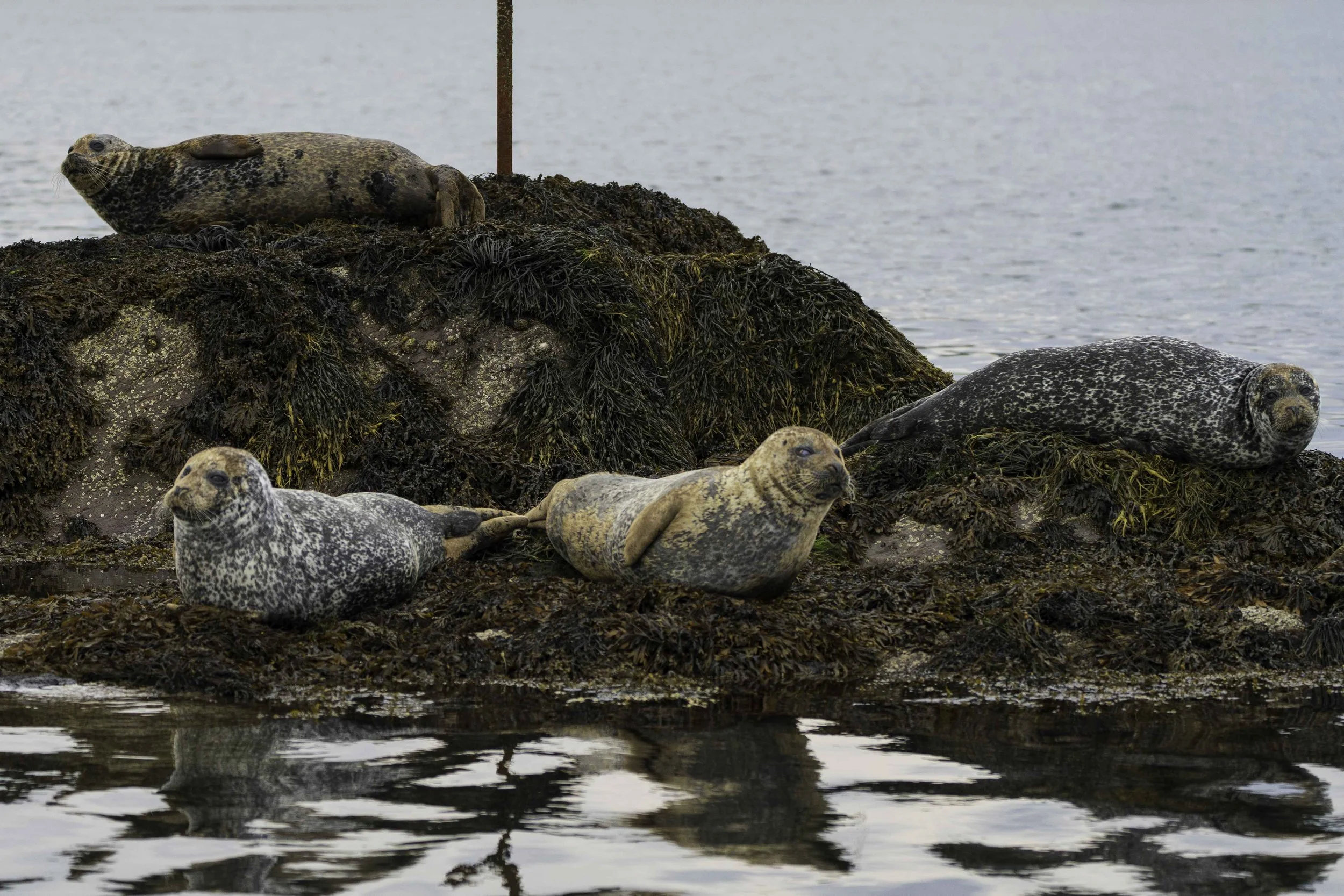  Seals. Garnish Island. 
