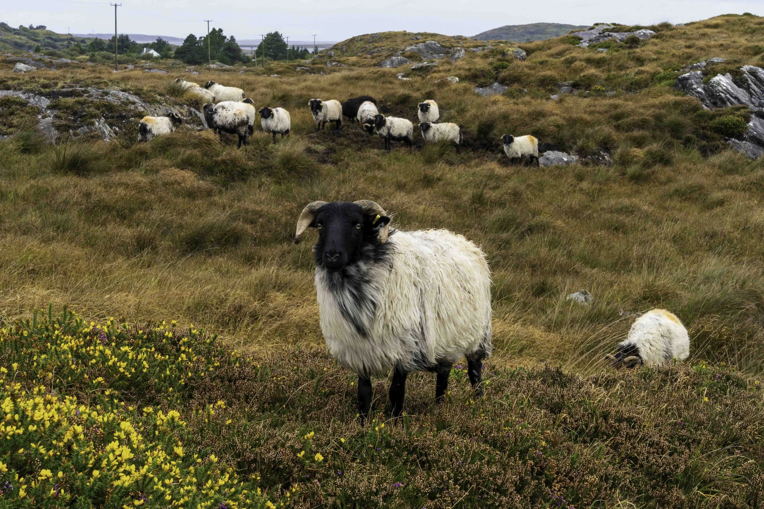 Ireland-1-27.jpg
