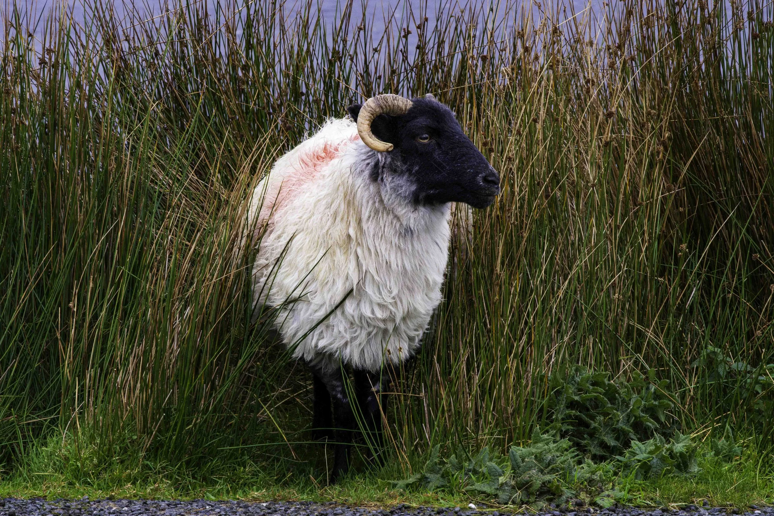Ireland-1-26.jpg