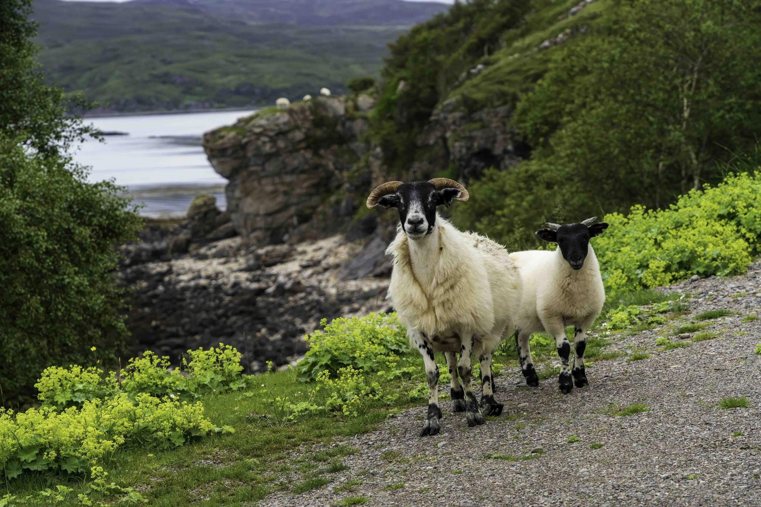 Scotland-1-15.jpg