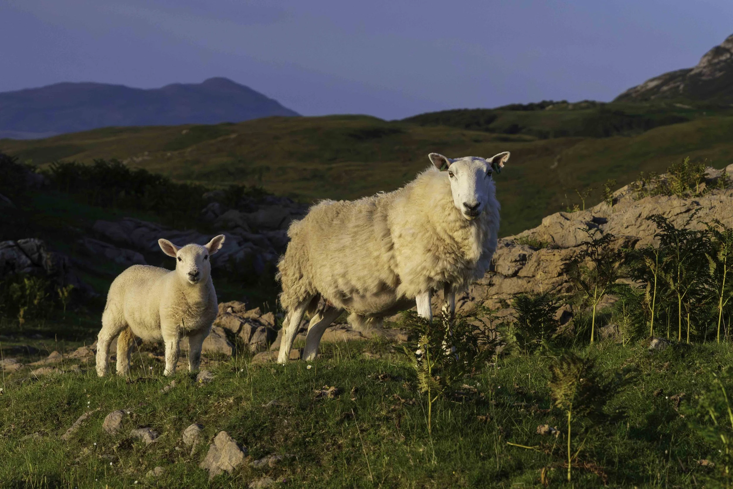 Scotland-1-17.jpg