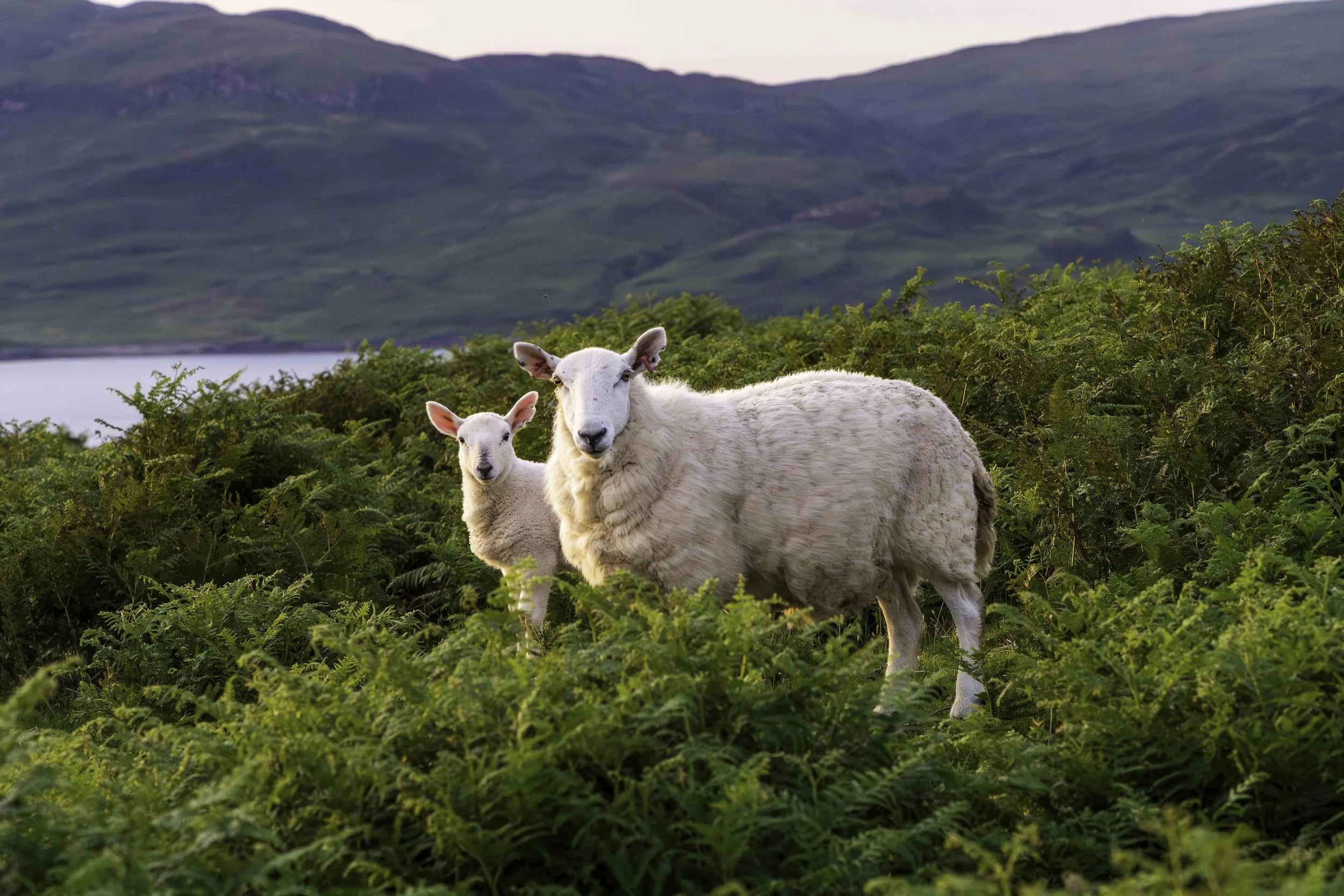 Scotland-1-19.jpg