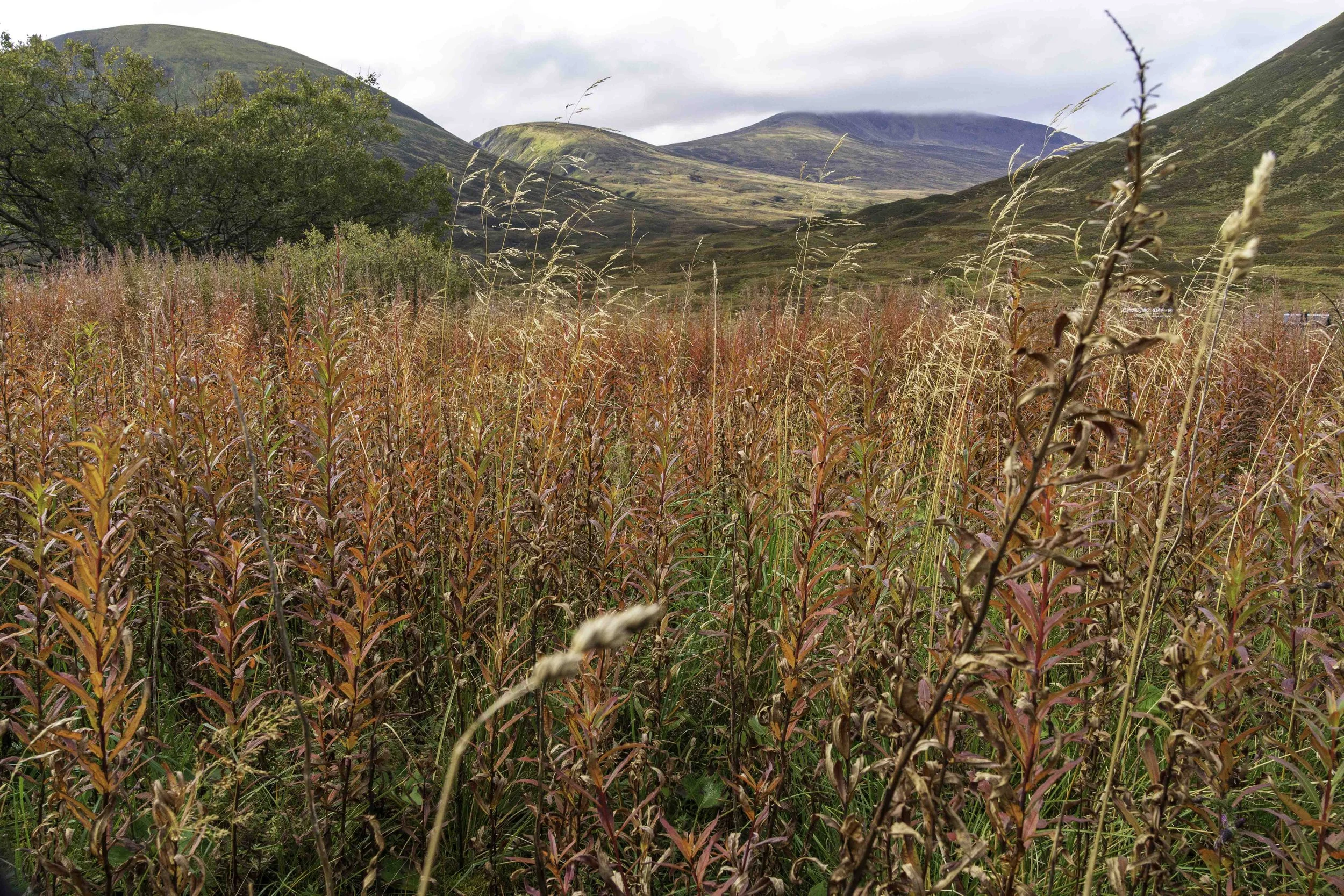 Scotland-1-56.jpg