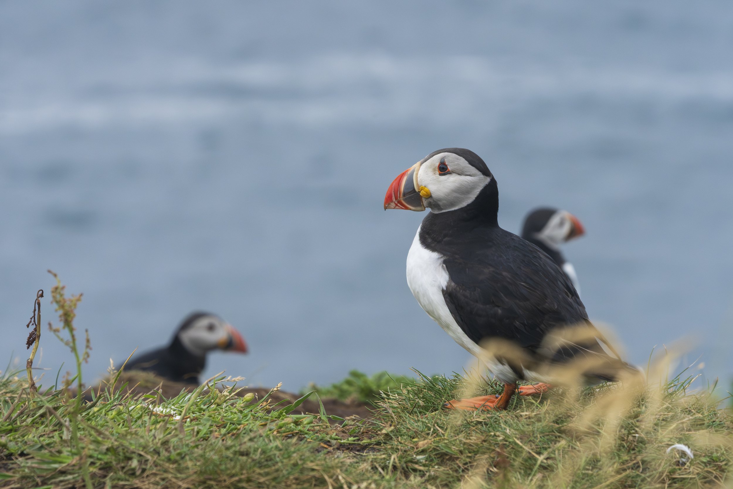  Puffins. Lunga 