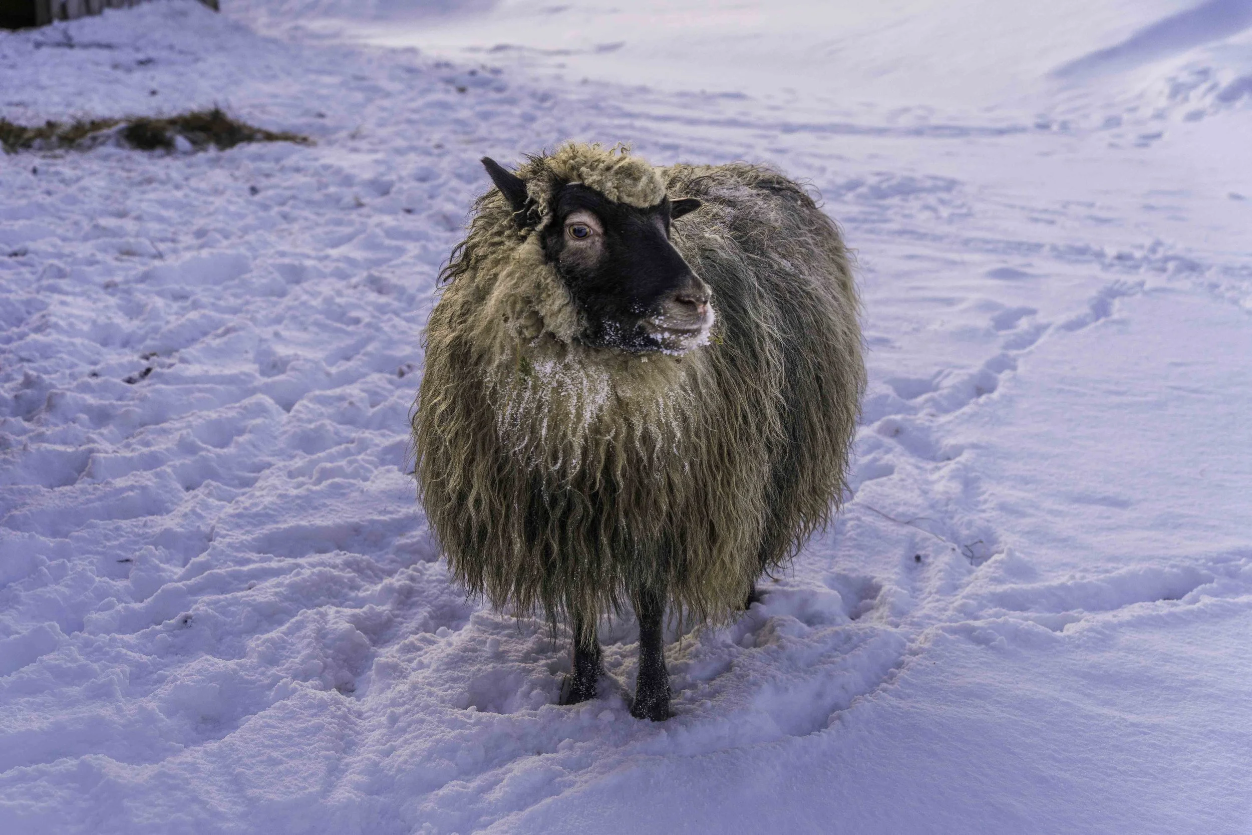 Norway-1-12.jpg