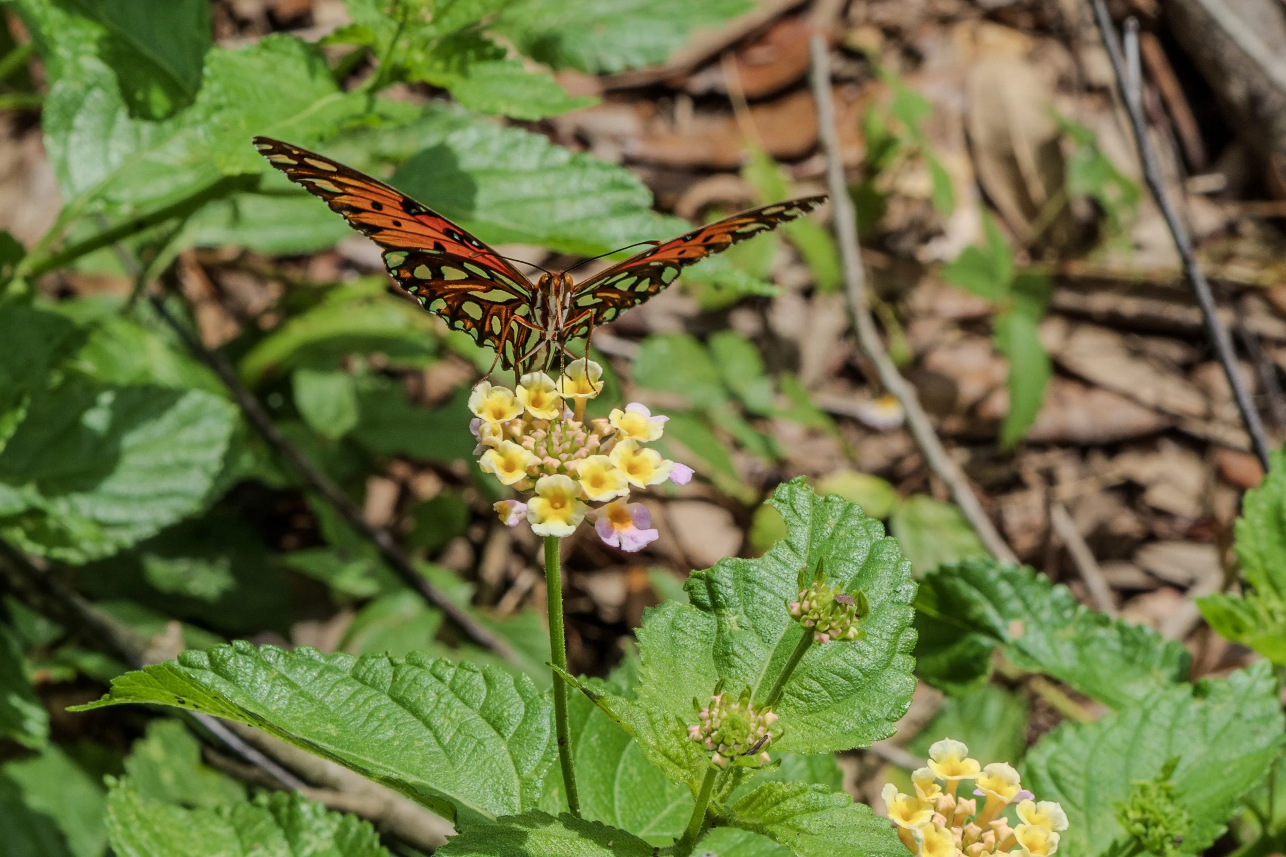 SavannahPhotoClubRefuge.July2024-18.jpg