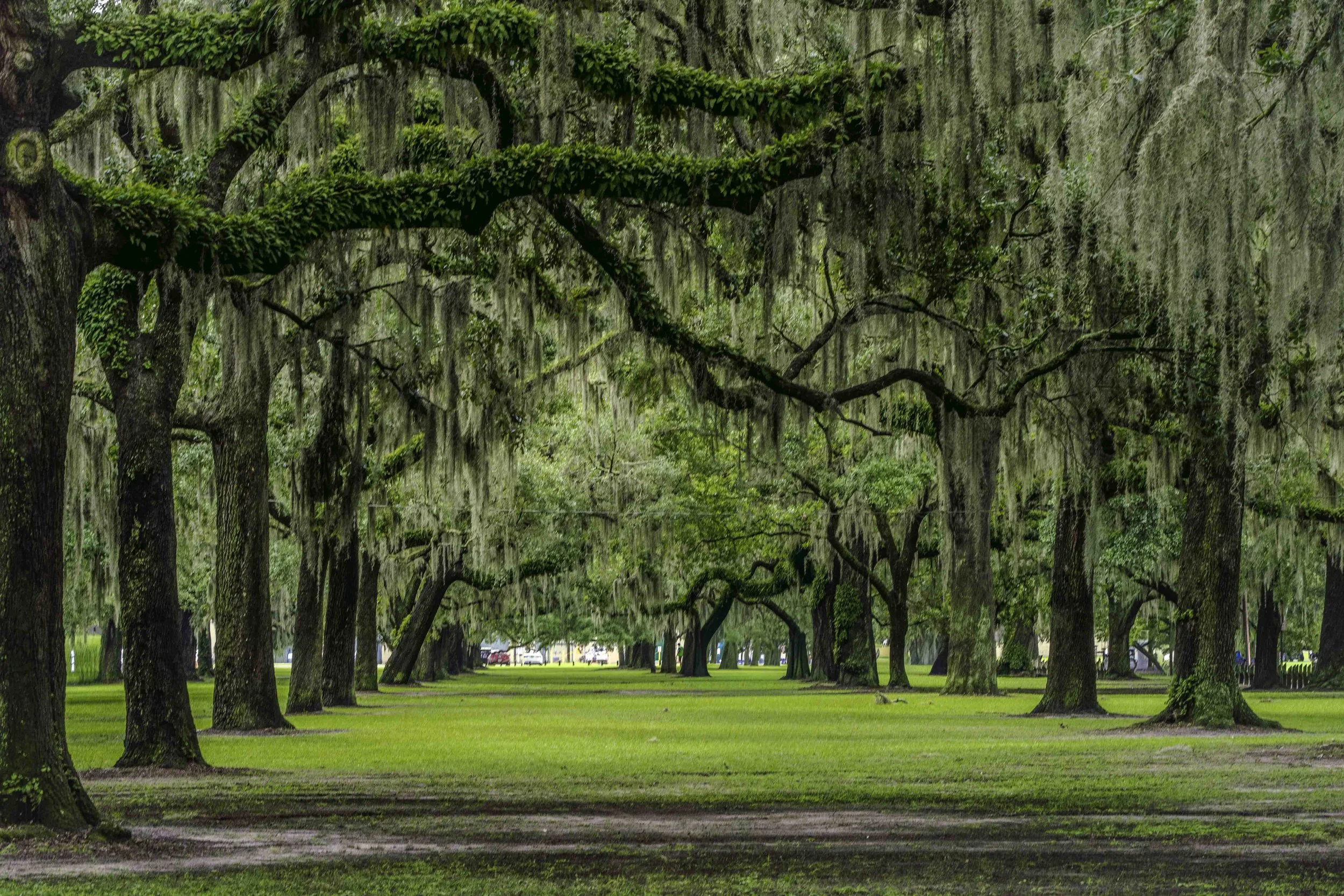 Savannah-1.jpg