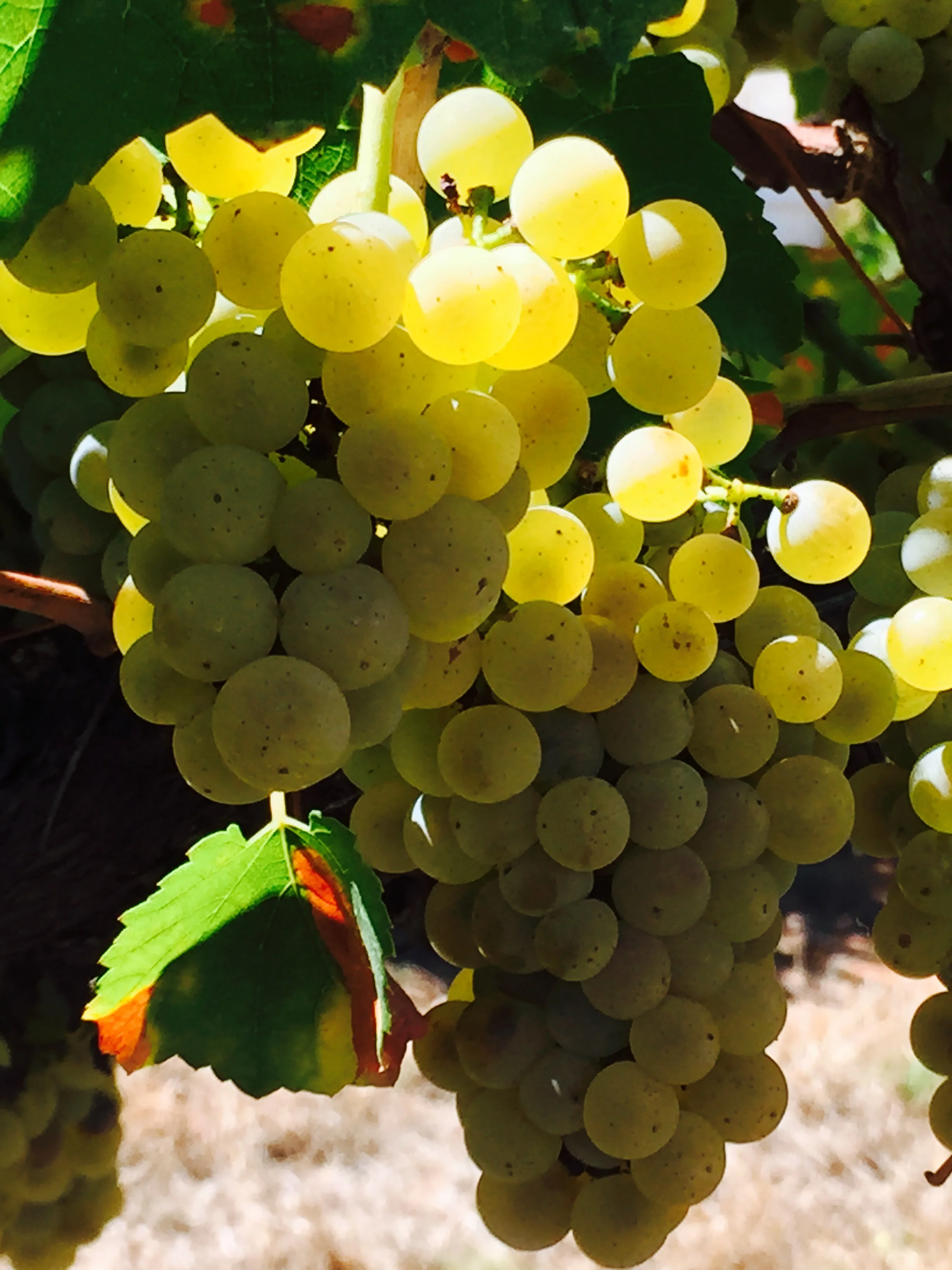 Harvest at Borambola Wines
