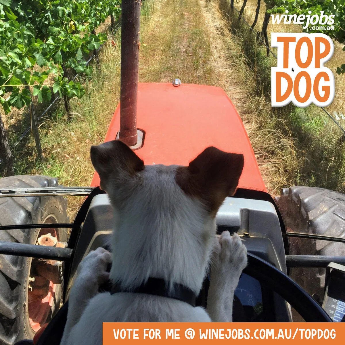 Will Spot be the Winejobs Top Dog?