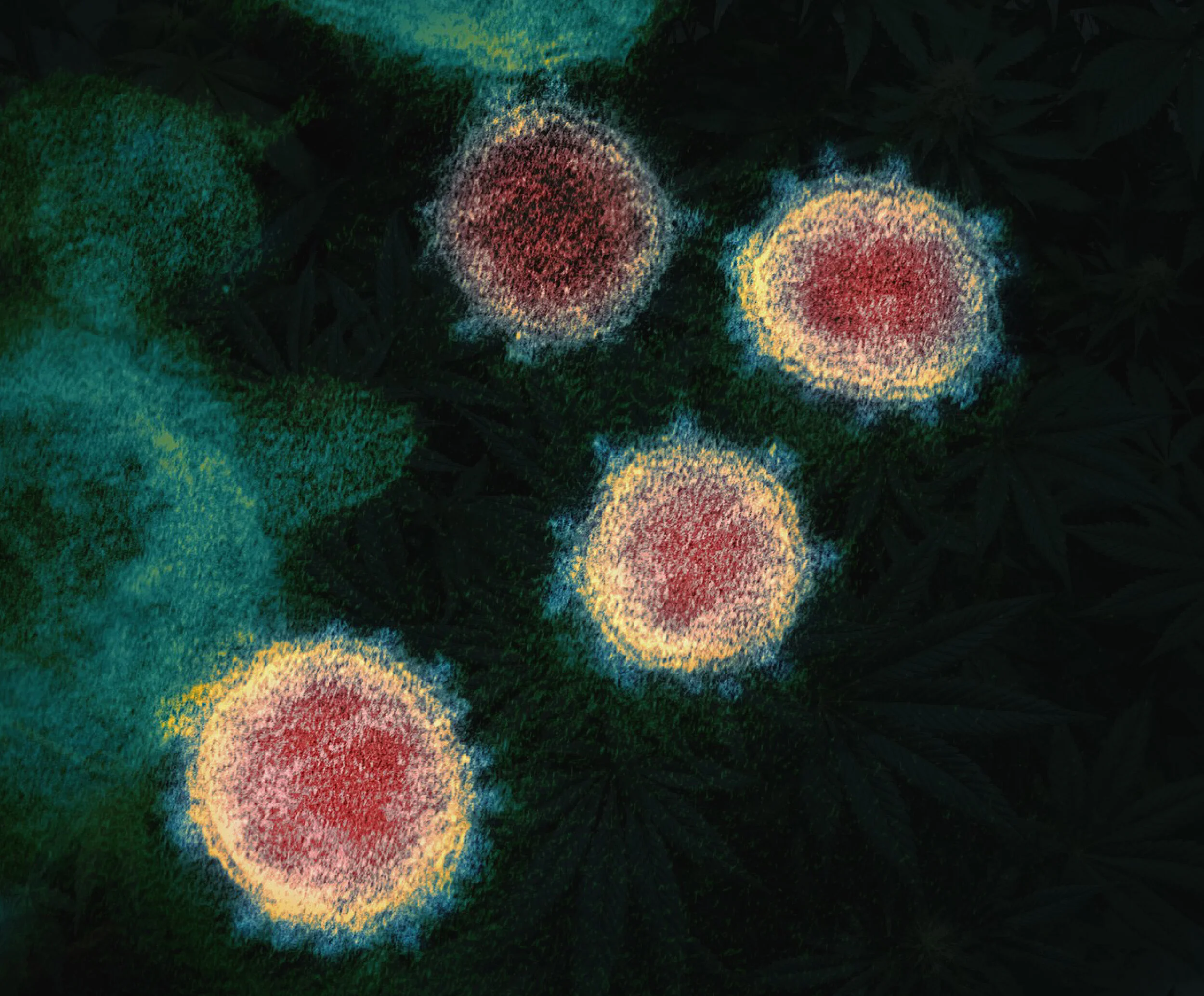 Coronavirus & Cannabis Businesses: How the Pandemic Might Affect the Industry