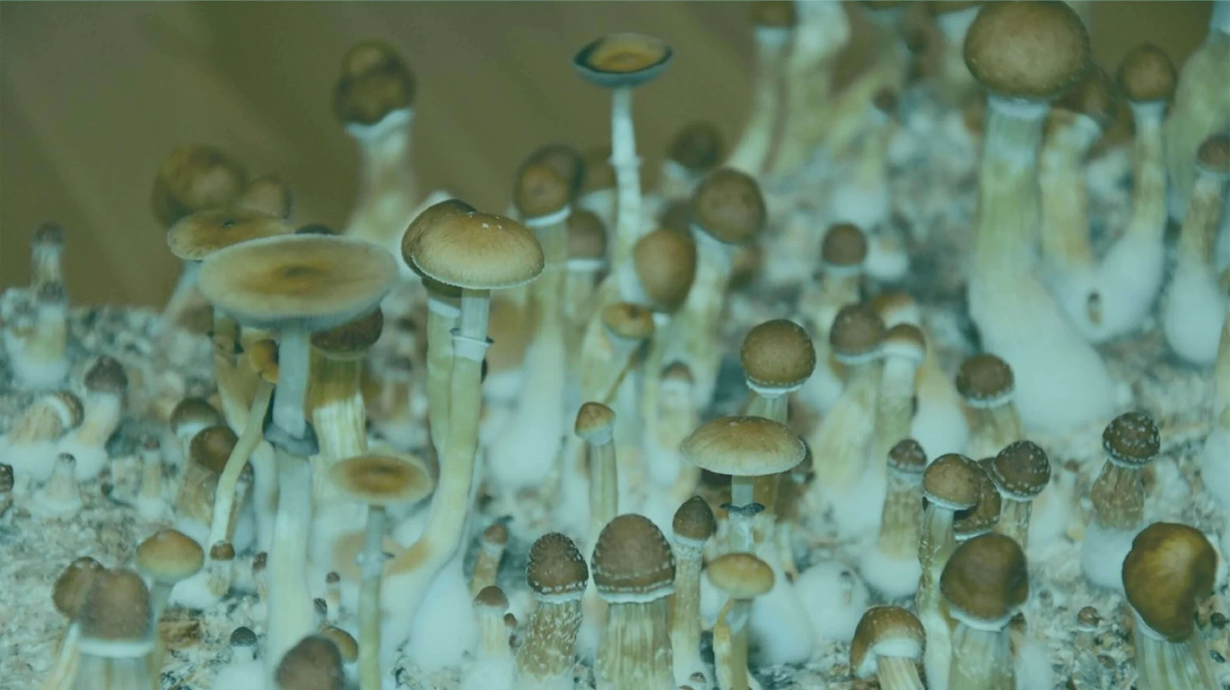 Oregon Measure 109 - What the Medical Psilocybin Program Will Look Like